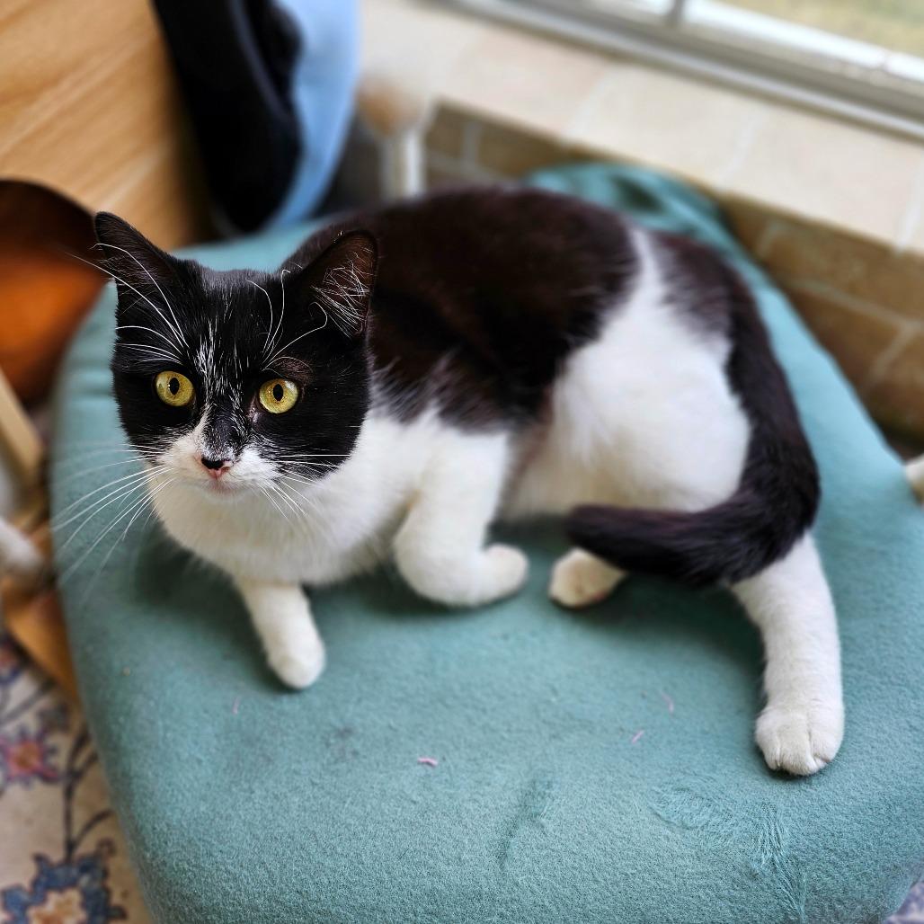 Enlarge Confetti, a Adoptable Domestic Medium Hair in Fort Worth, TX image 4/5