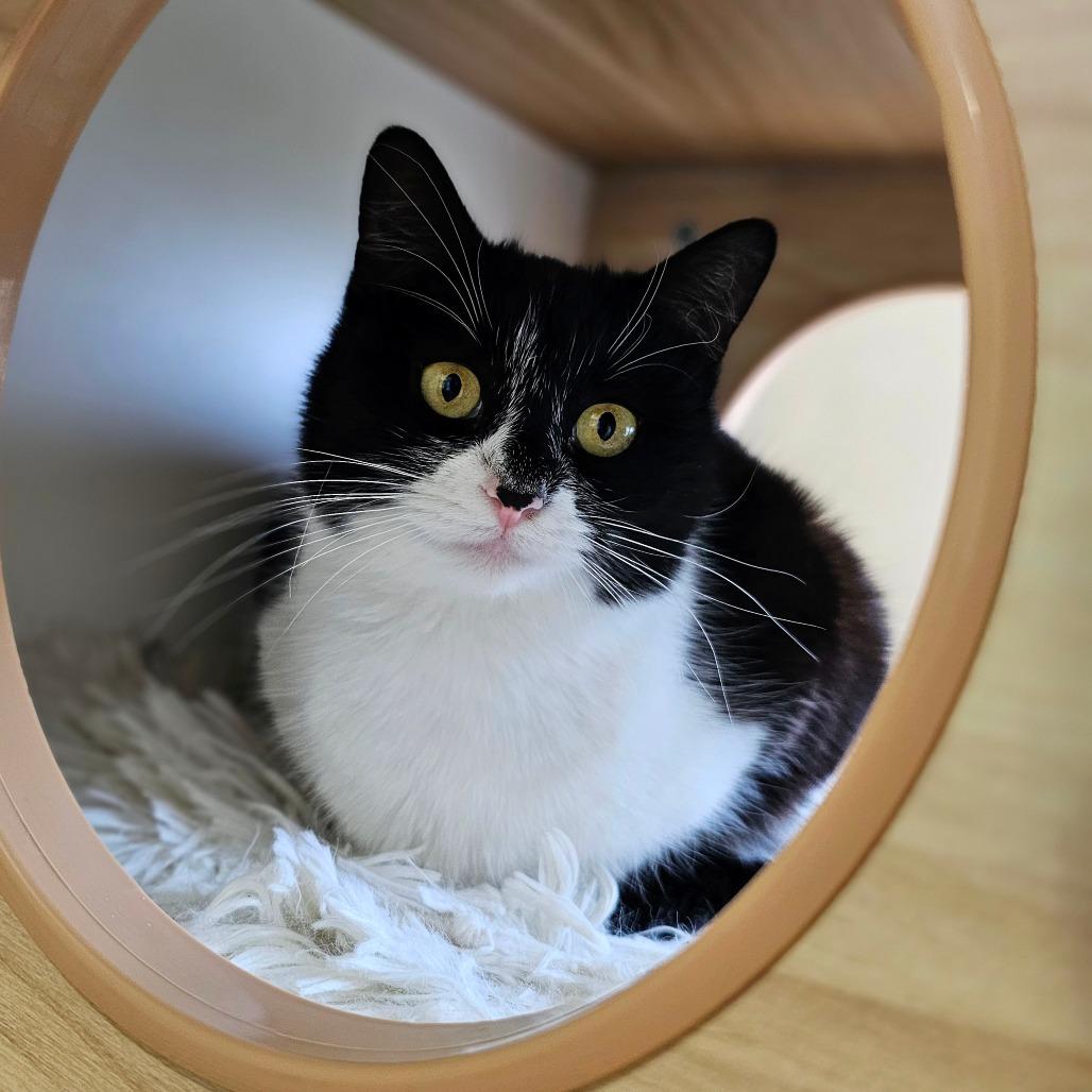 Enlarge Confetti, a Adoptable Domestic Medium Hair in Fort Worth, TX image 5/5