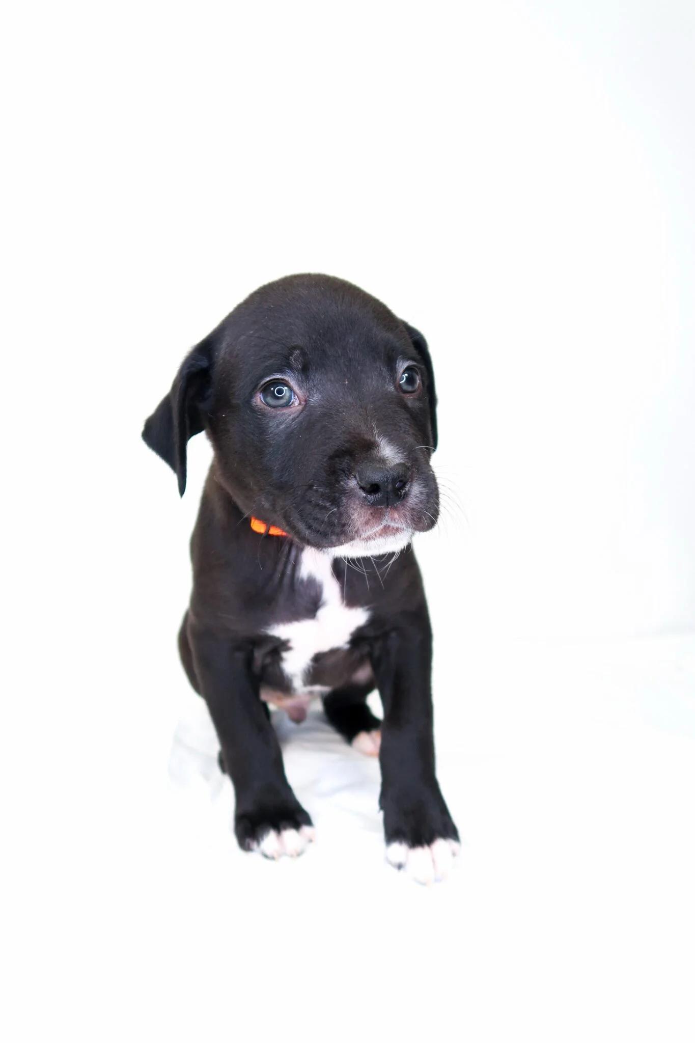Cheerio, an adoptable mixed breed in Bixby, OK image 3/4