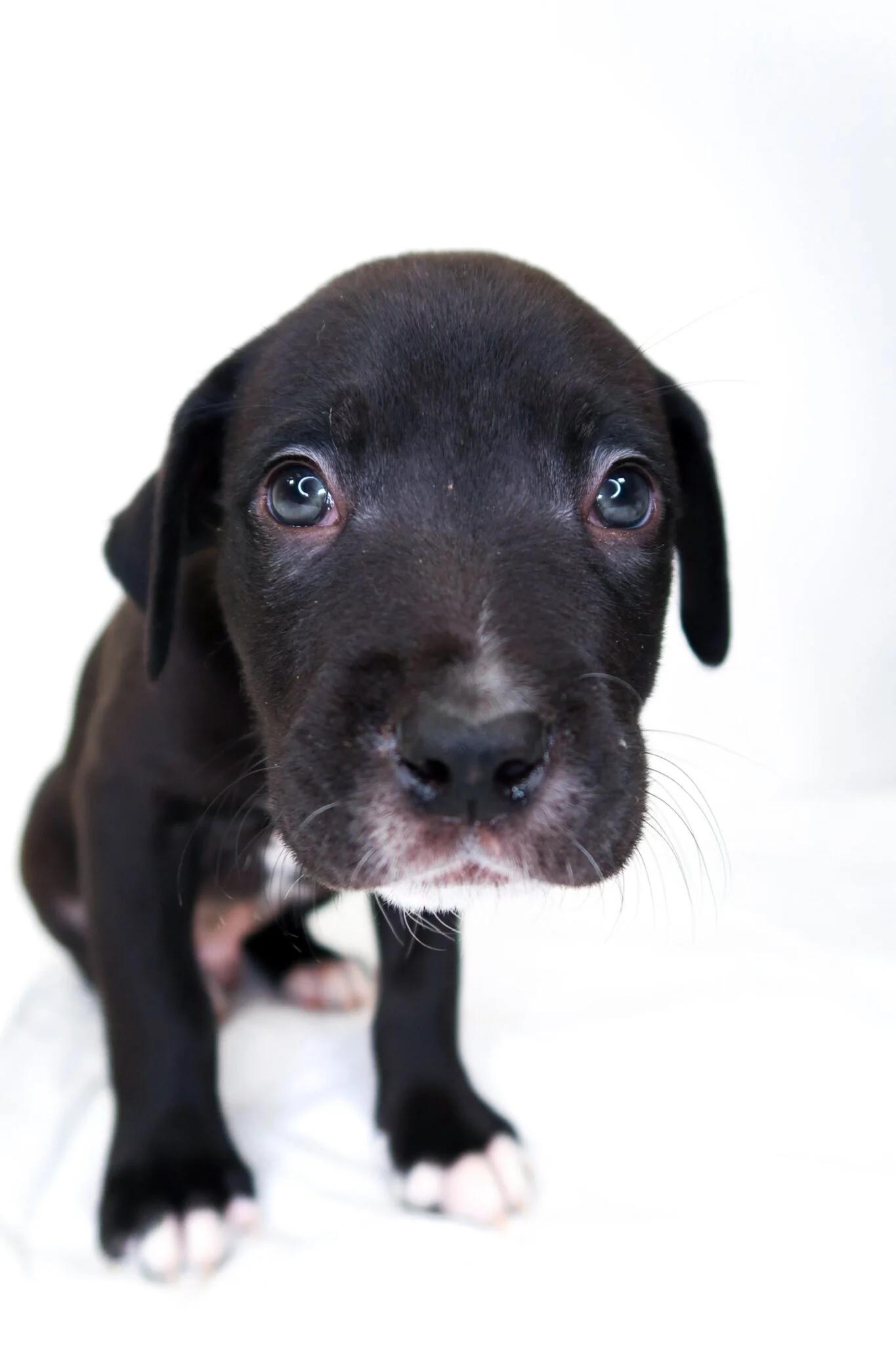 Cheerio, an adoptable mixed breed in Bixby, OK image 2/4