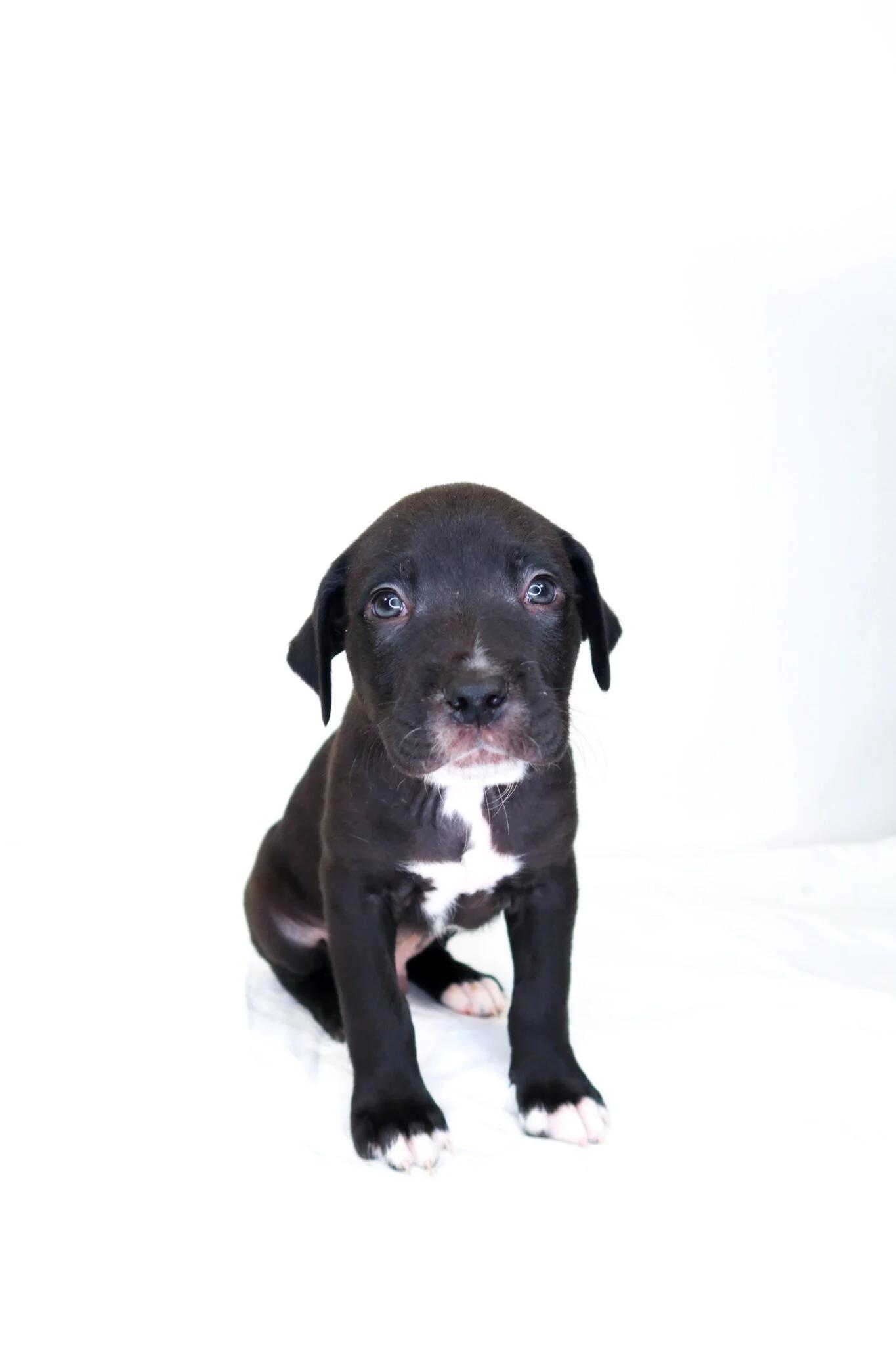 Cheerio, adoptable, Puppy Male Shepherd.