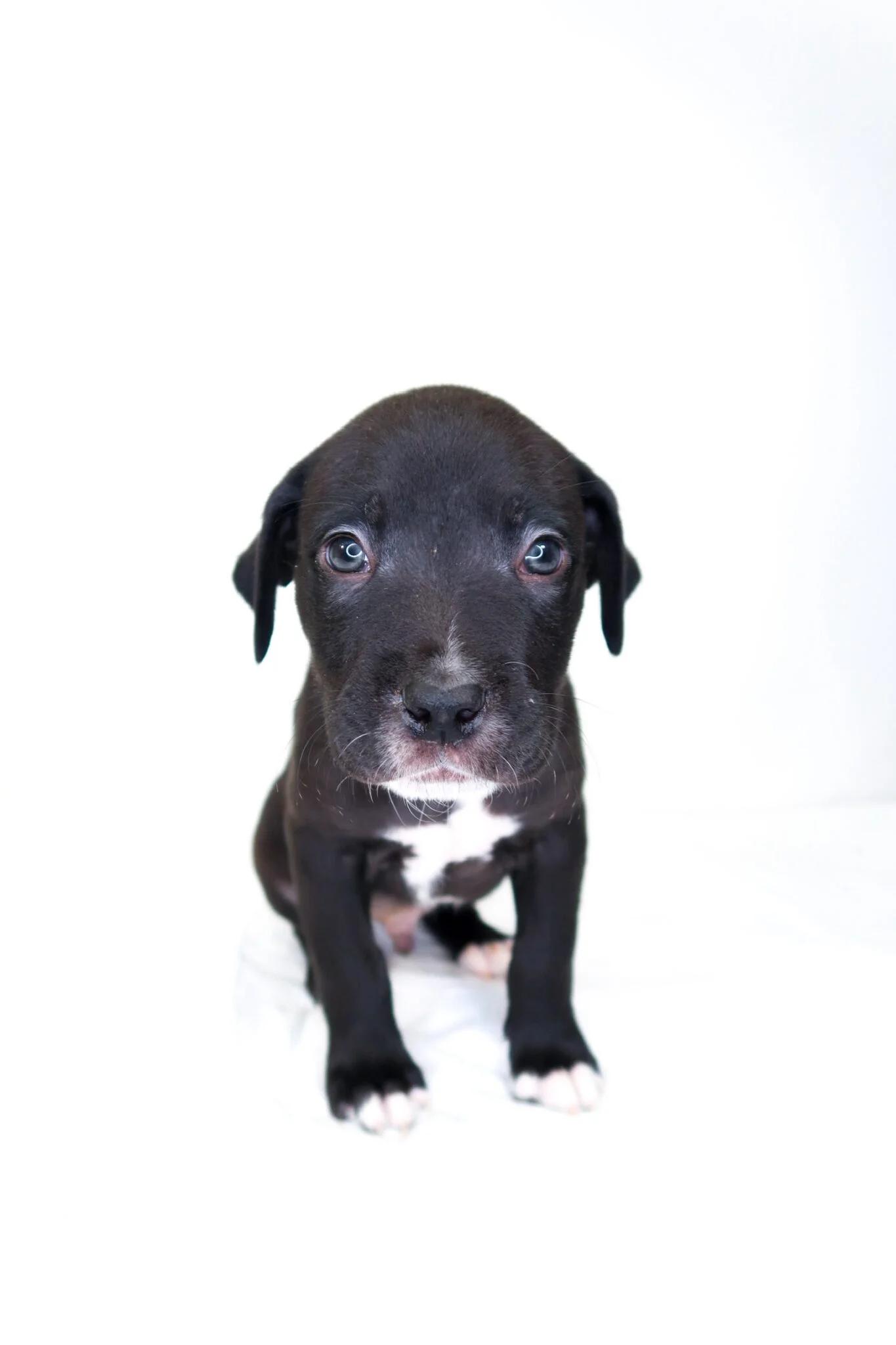 Cheerio, an adoptable mixed breed in Bixby, OK image 4/4