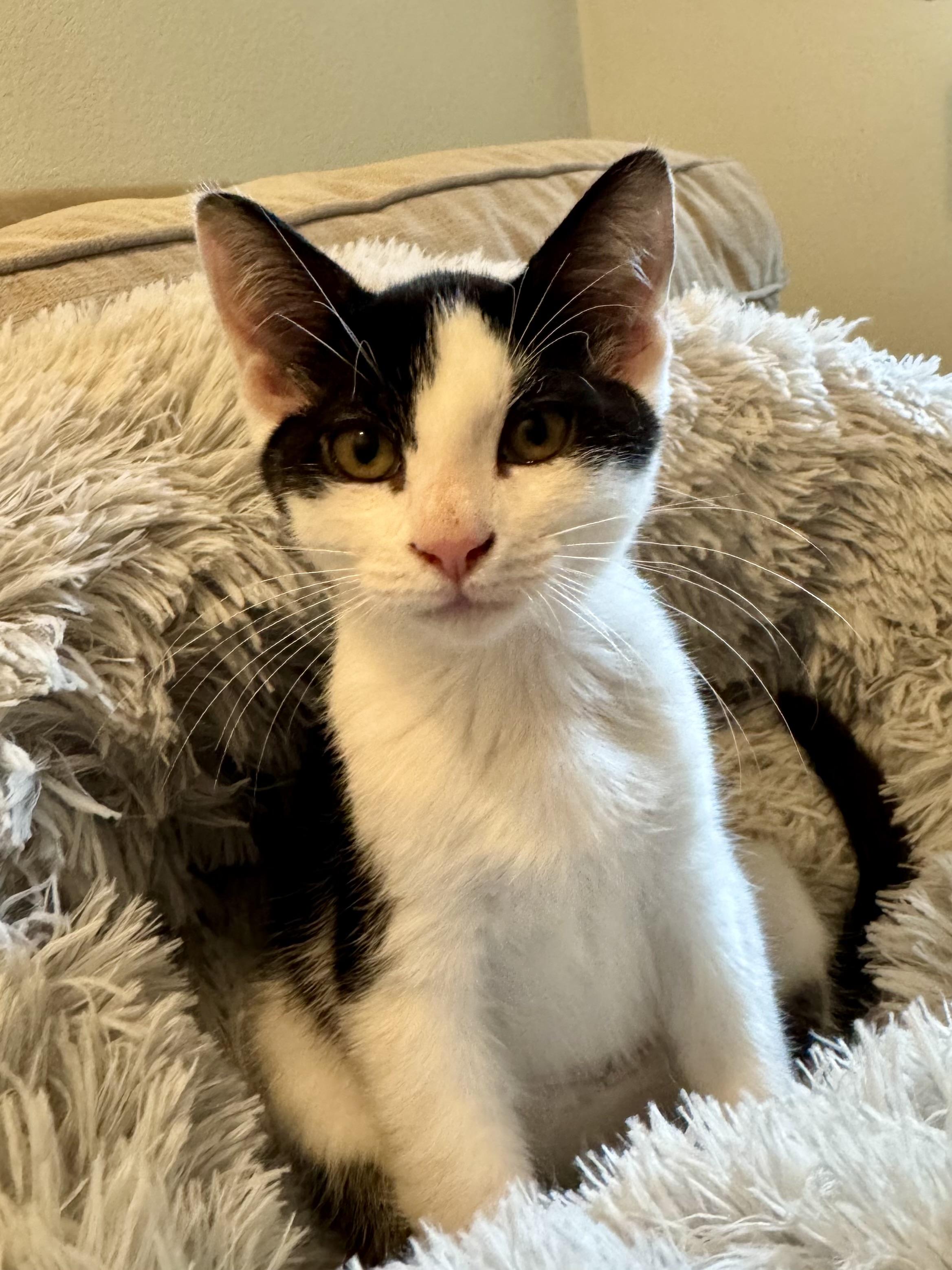 Mazzi, Adopted, Kitten Male Domestic Short Hair.