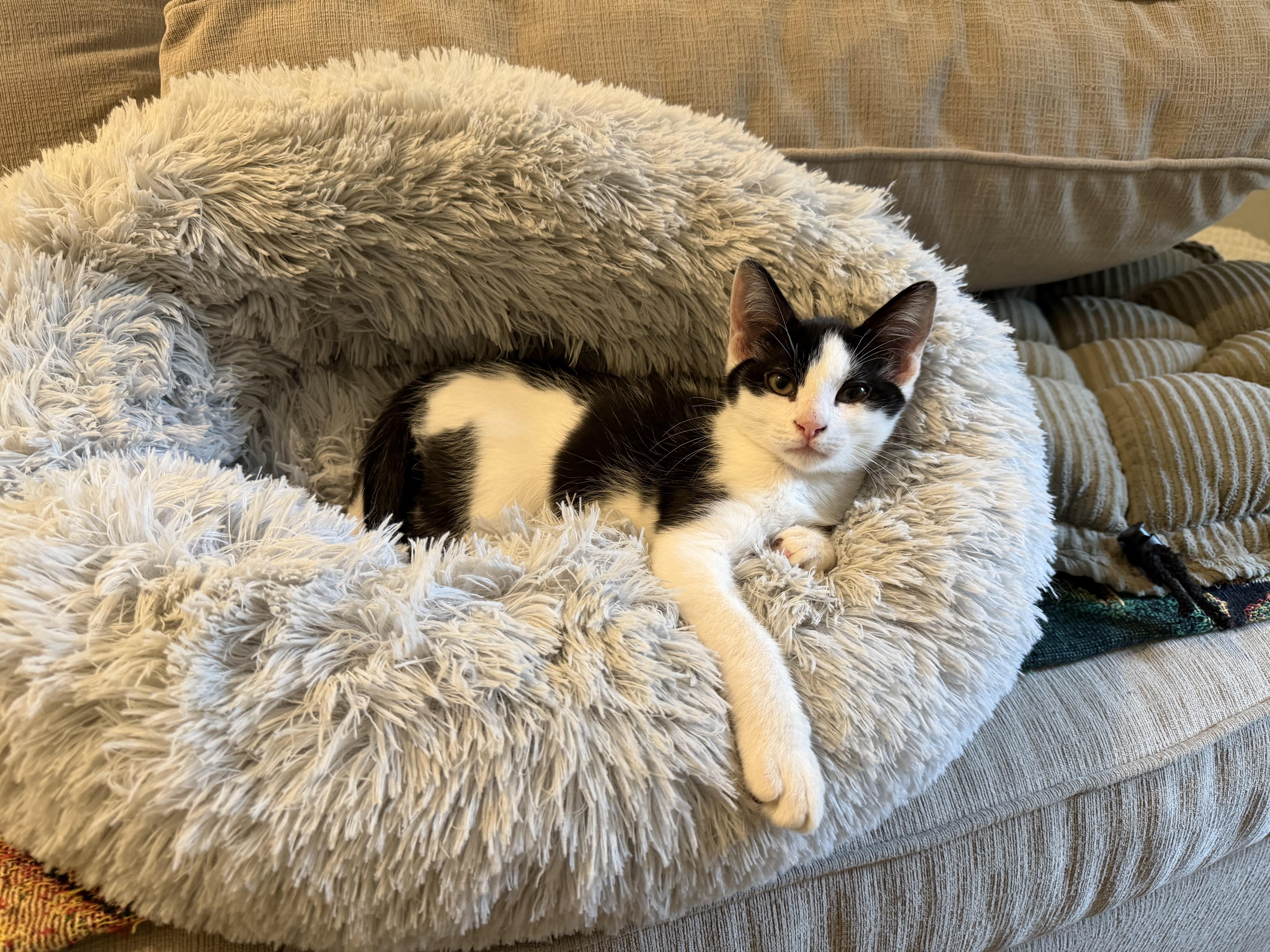 Enlarge Mazzi, a Adopted Domestic Short Hair in Woodinville, WA image 2/4