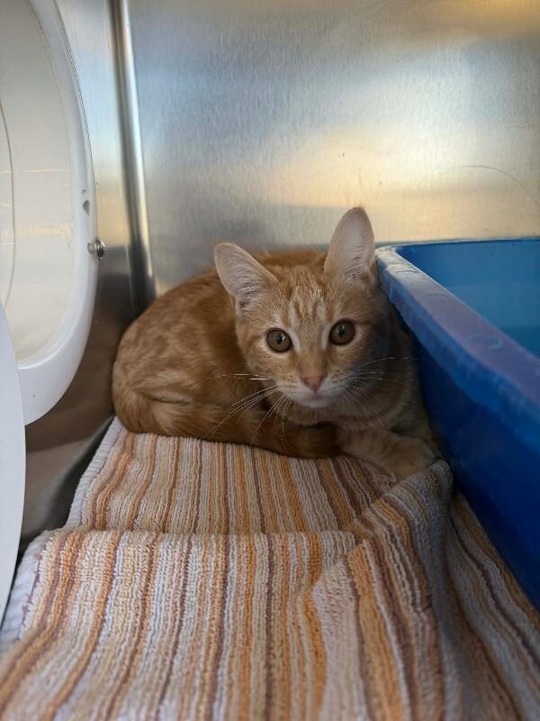 Enlarge Velma, a Adoptable Domestic Short Hair in Georgetown, OH image 1/1