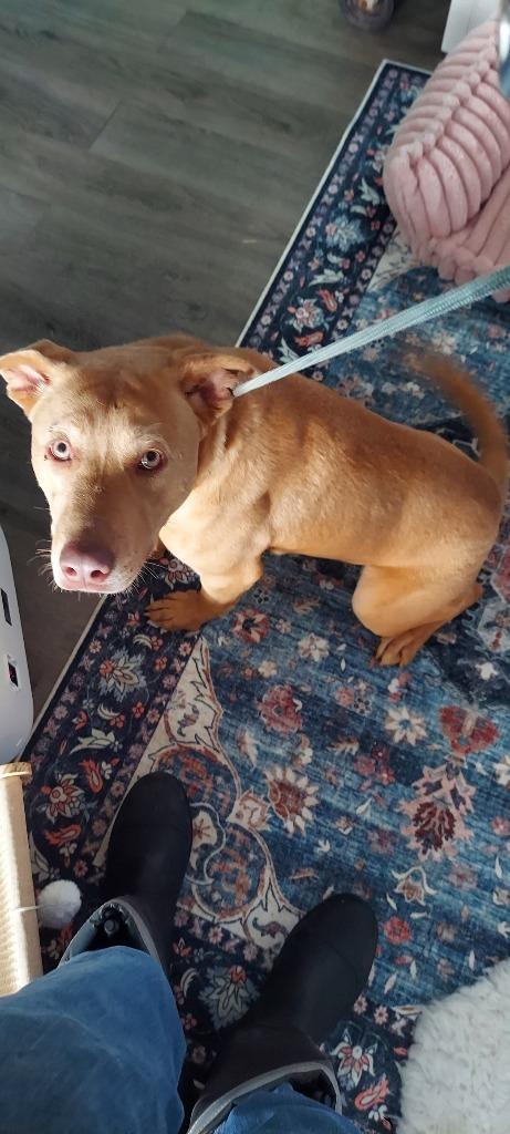 Enlarge LUCKY, a Adoptable mixed breed in Athens, AL image 2/2