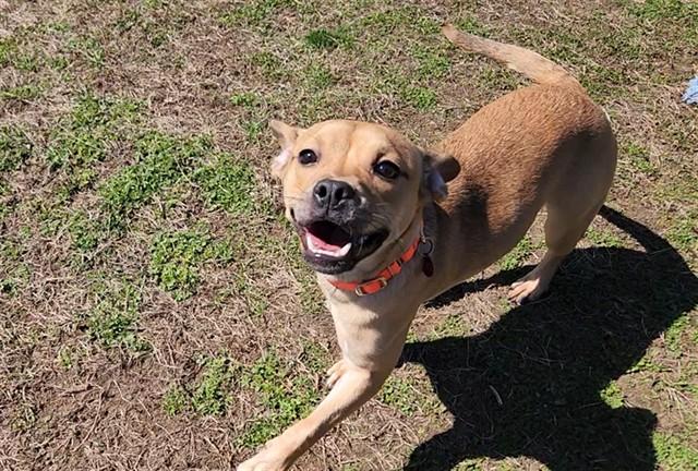 SHYLEEN, Adoptable, Young Female Chihuahua & Pit Bull Terrier.