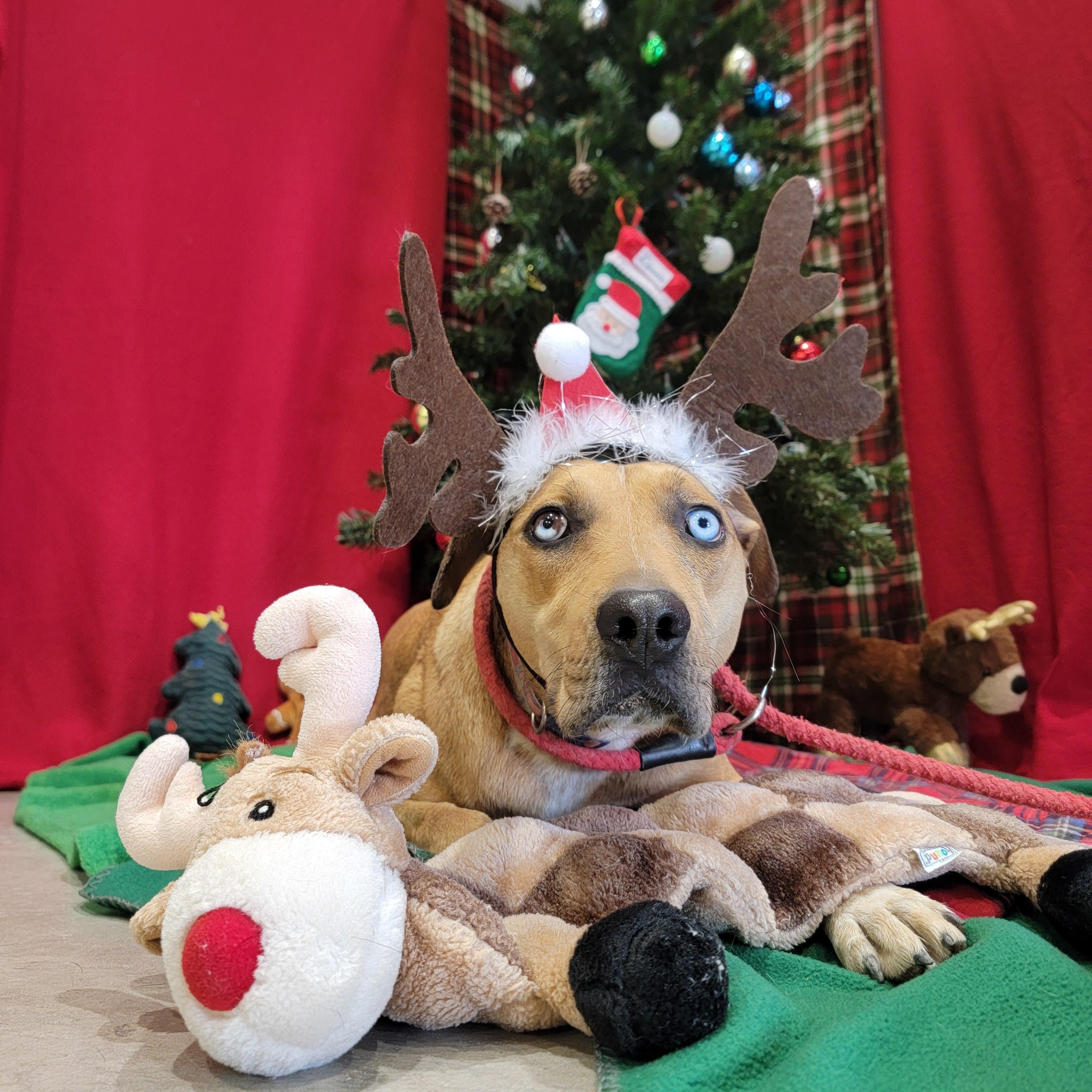 Lassie, Adoptable, Young Female Catahoula Leopard Dog.