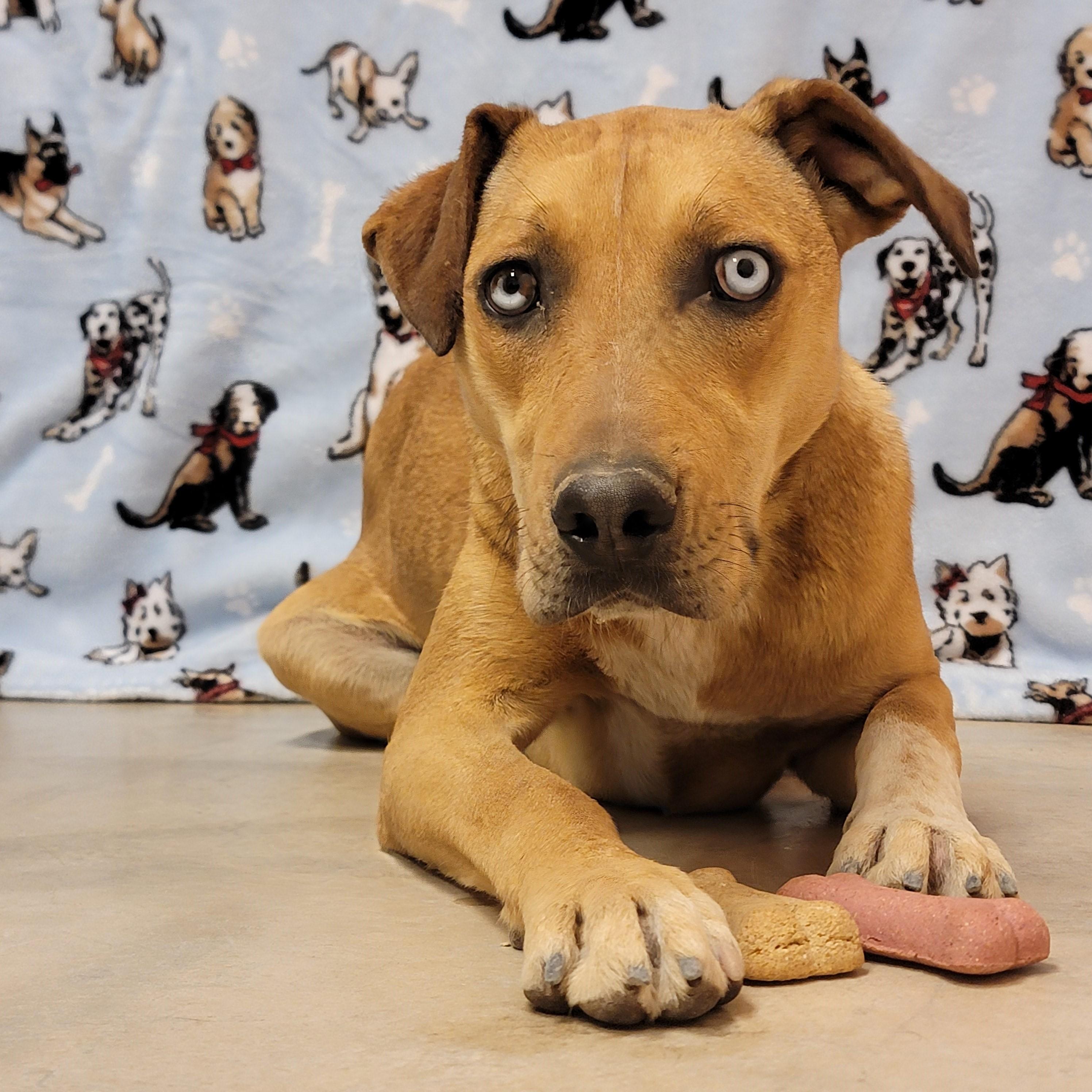 Enlarge Lassie, a Adoptable Catahoula Leopard Dog in ALPINE, TX image 2/6