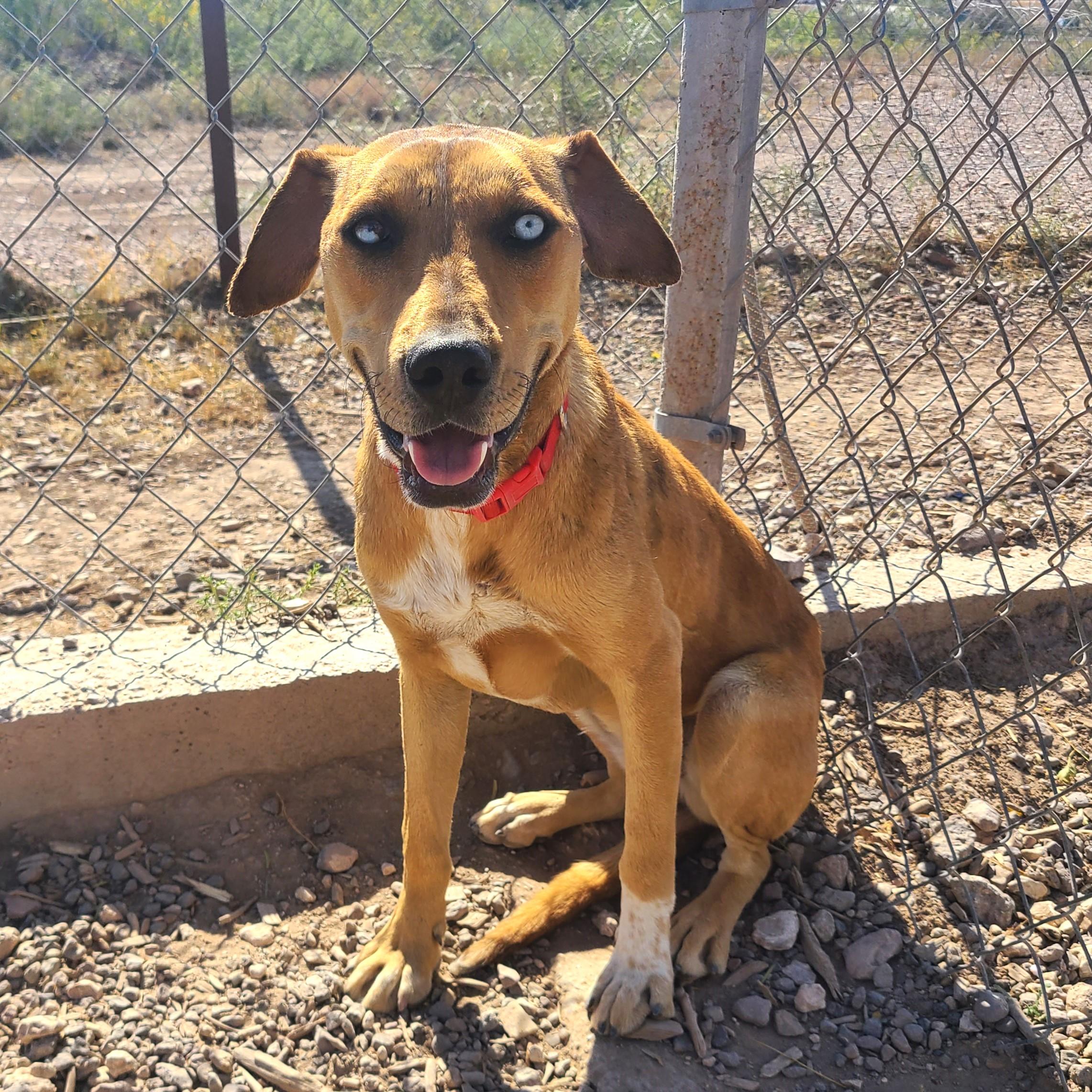 Enlarge Lassie, a Adoptable Catahoula Leopard Dog in ALPINE, TX image 3/6