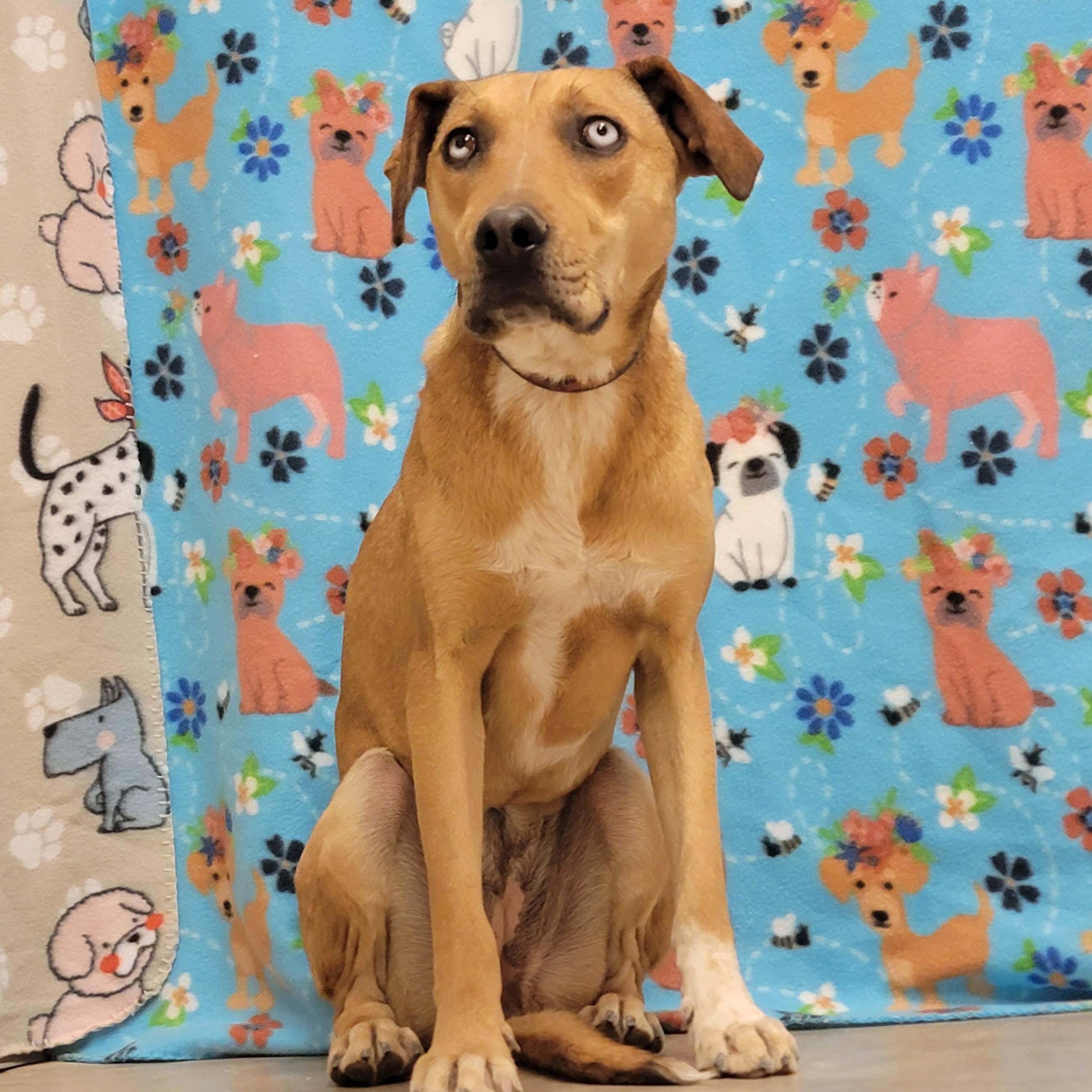 Enlarge Lassie, a Adoptable Catahoula Leopard Dog in ALPINE, TX image 4/6