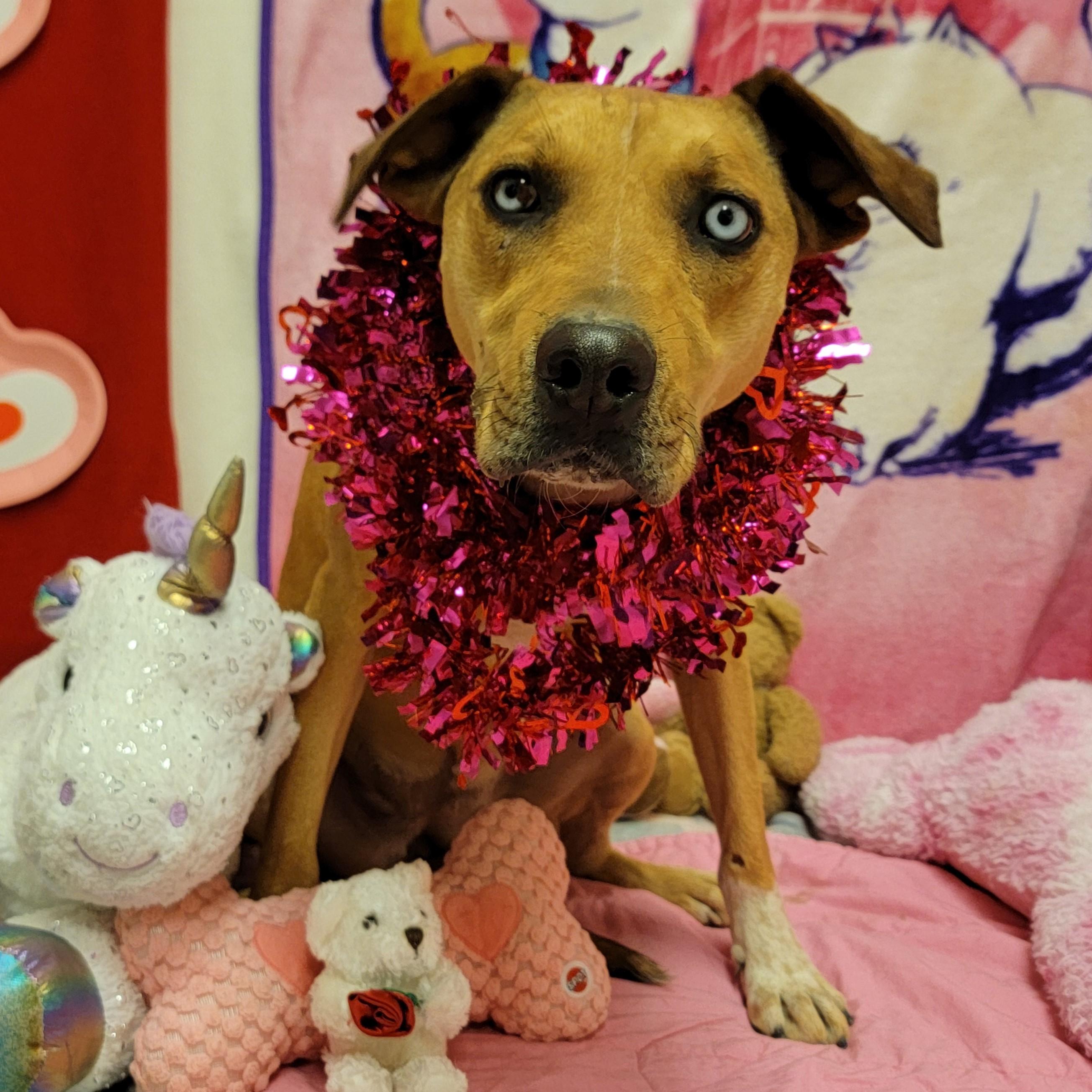 Lassie, a Adoptable Catahoula Leopard Dog in ALPINE, TX image 2/6