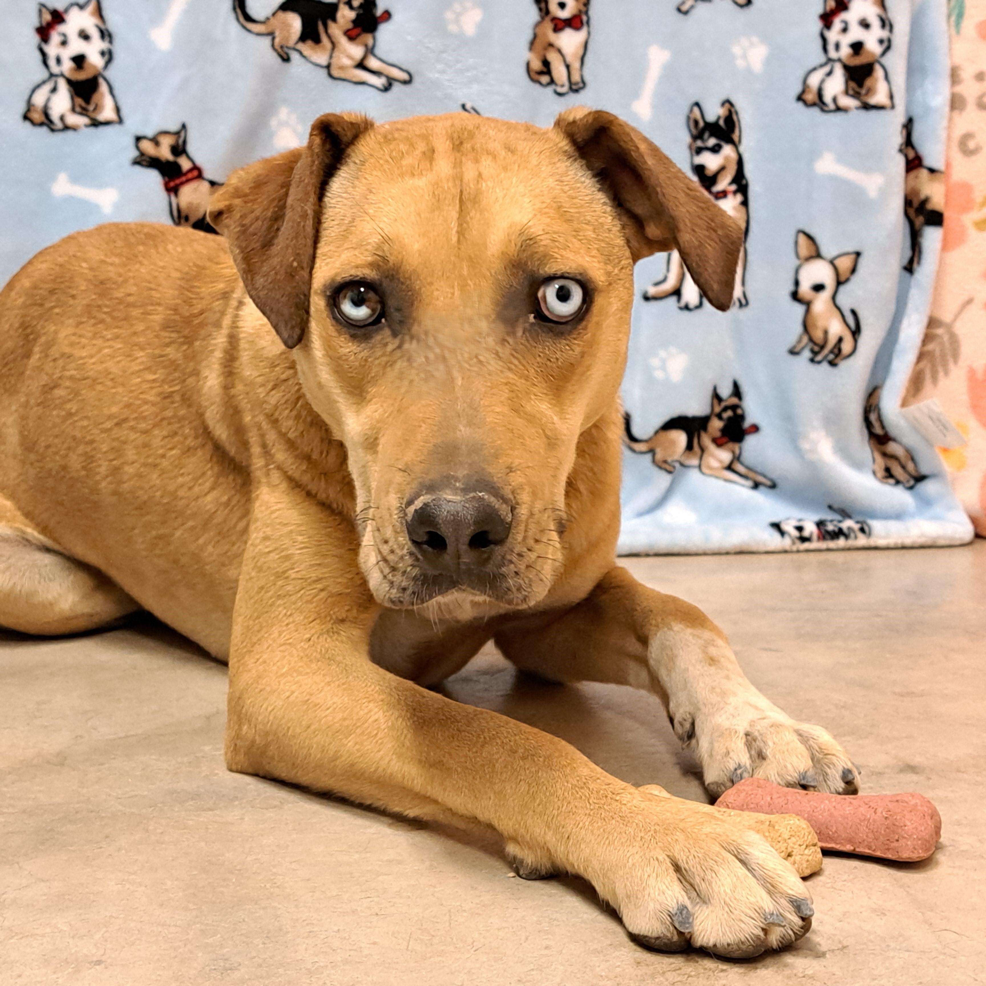 Enlarge Lassie, a Adoptable Catahoula Leopard Dog in ALPINE, TX image 5/6
