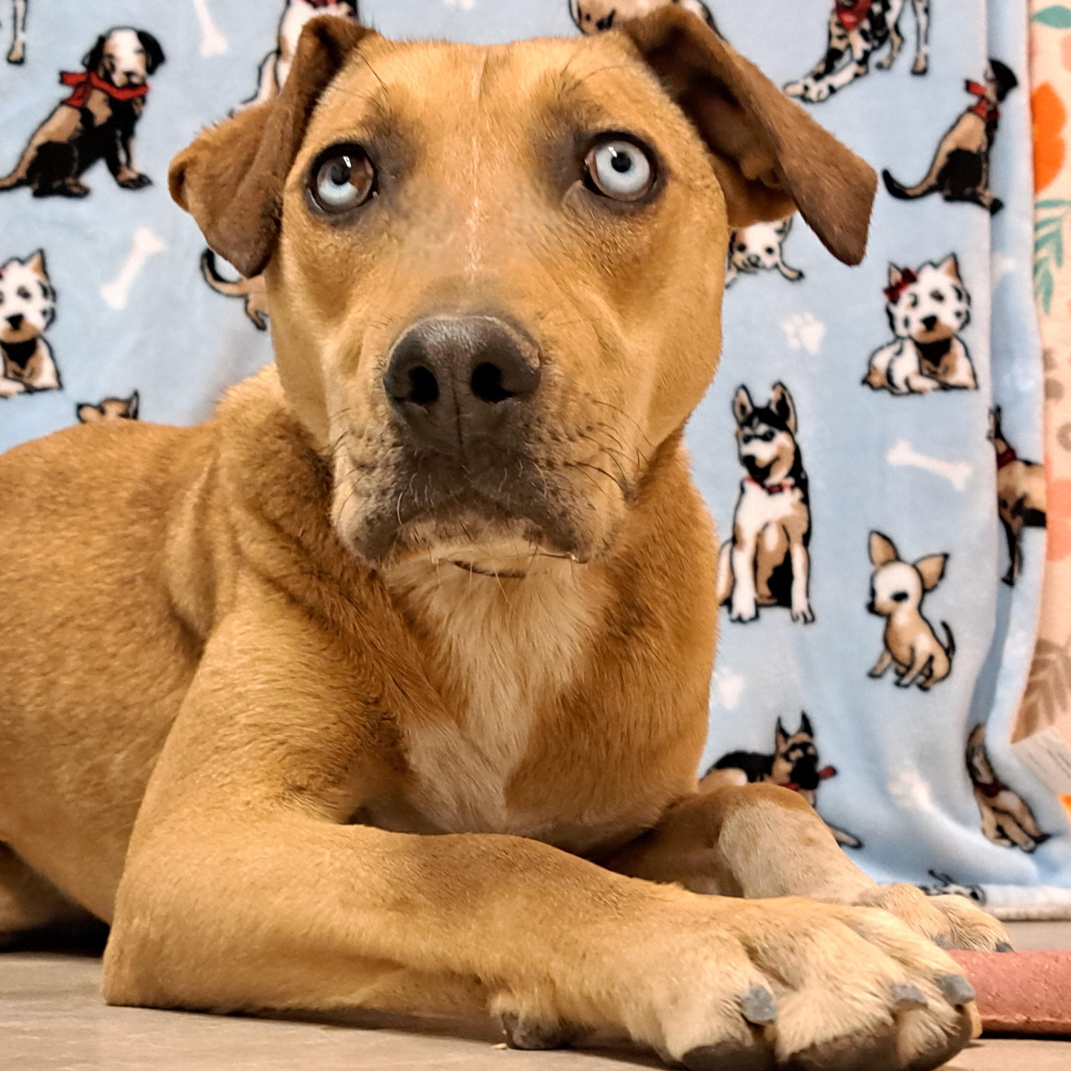 Enlarge Lassie, a Adoptable Catahoula Leopard Dog in ALPINE, TX image 6/6