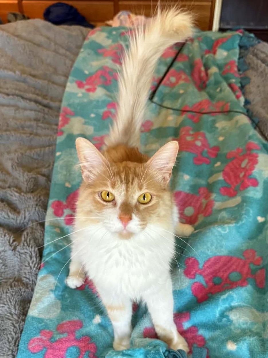 Butters, a Adoptable mixed breed in Buena Park, CA image 4/6