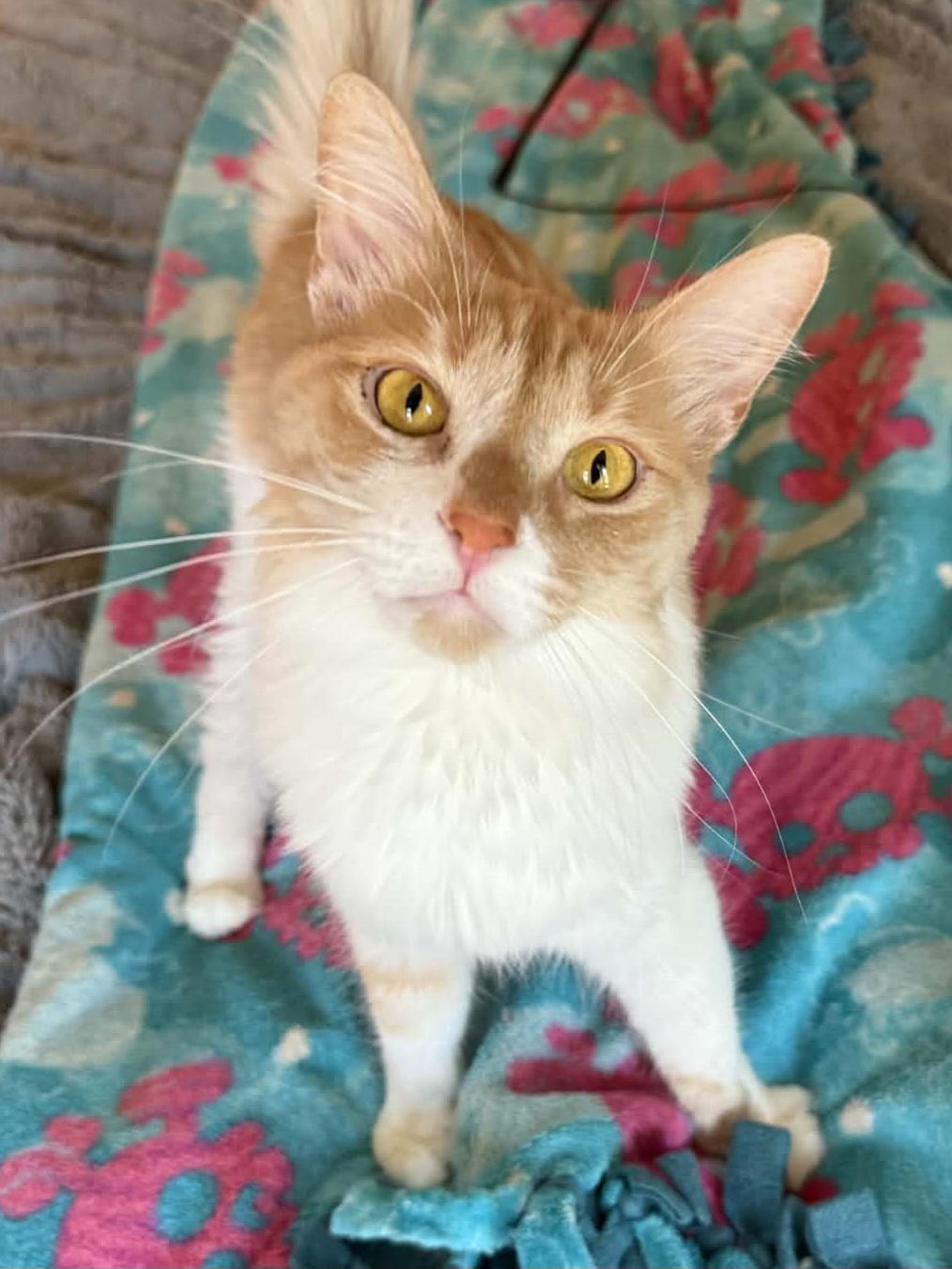 Butters, a Adoptable mixed breed in Buena Park, CA image 5/6