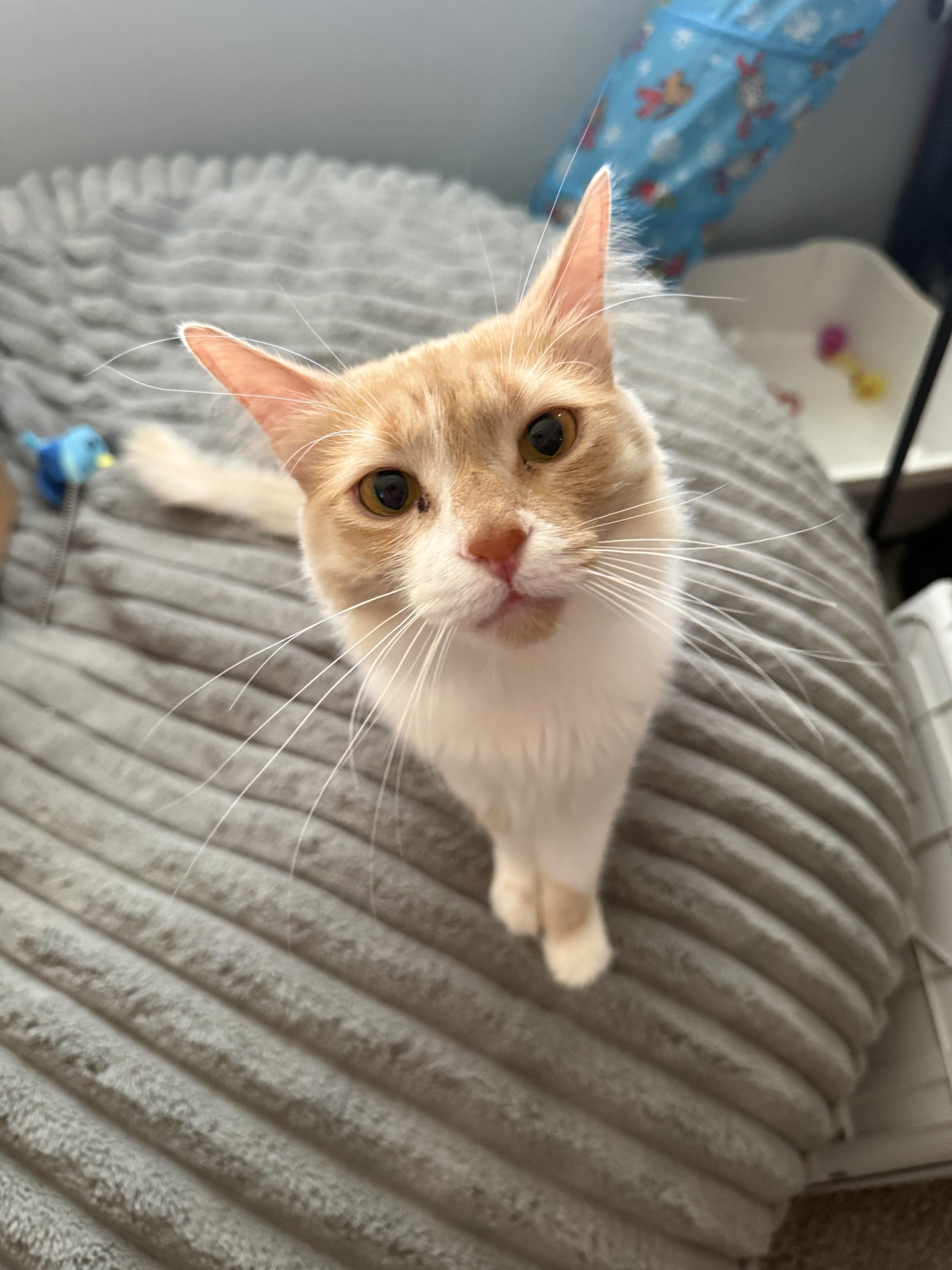 Butters, a Adoptable mixed breed in Buena Park, CA image 2/6