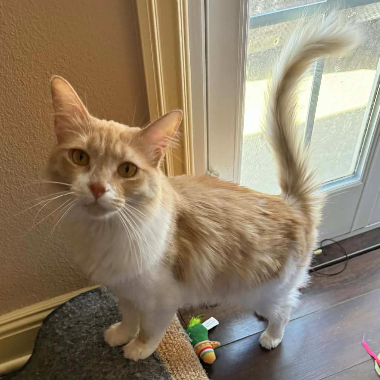 Butters, Adoptable, Kitten Female Maine Coon & Domestic Long Hair.