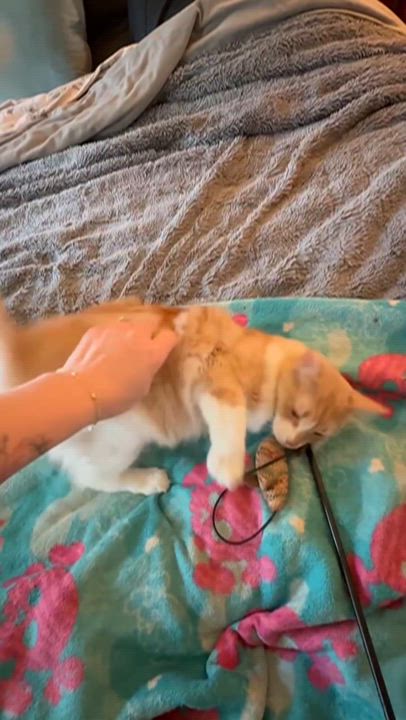 Enlarge Butters, a Adoptable mixed breed in Buena Park, CA video 6/6