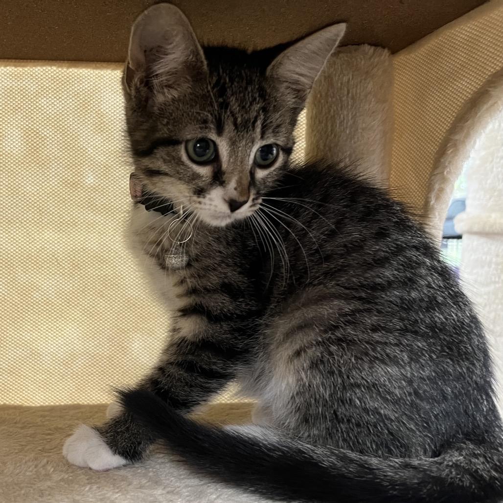 America The Beautiful, Adoptable, Kitten Female Domestic Short Hair.
