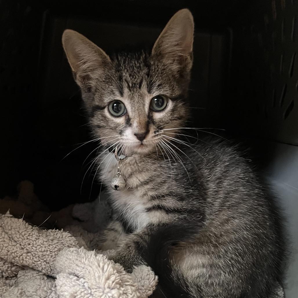 America The Beautiful, a Adoptable Domestic Short Hair in Boerne, TX image 2/2