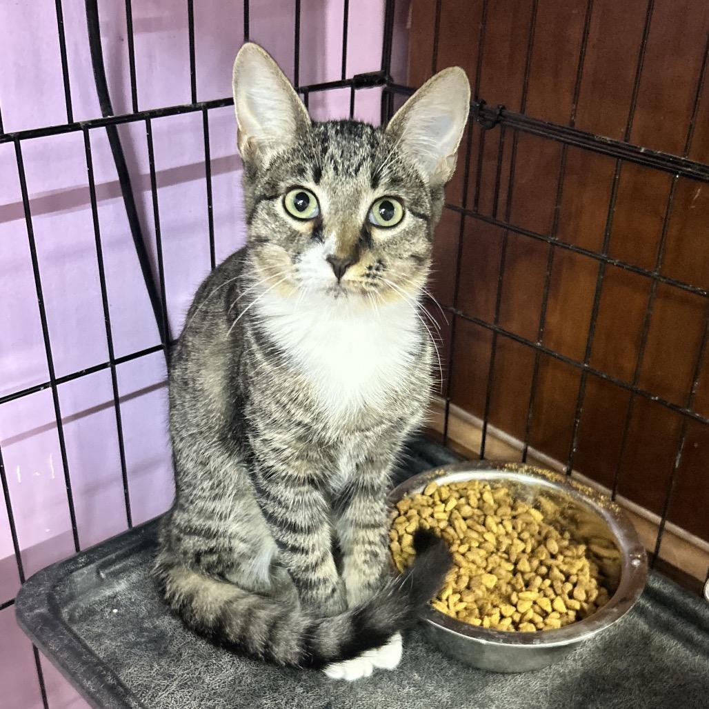 Enlarge America The Beautiful, a Adoptable Domestic Short Hair in Boerne, TX image 3/4