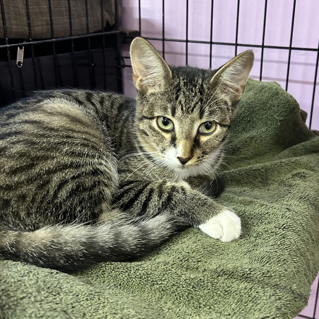 Enlarge America The Beautiful, a Adoptable Domestic Short Hair in Boerne, TX image 4/4