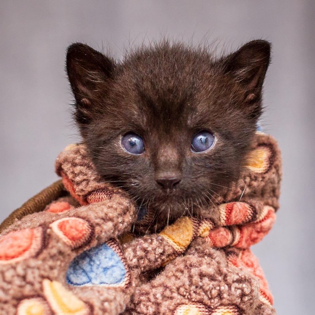 Enlarge Dino From Seventeen, a Adoptable mixed breed in Hattiesburg, MS image 5/6