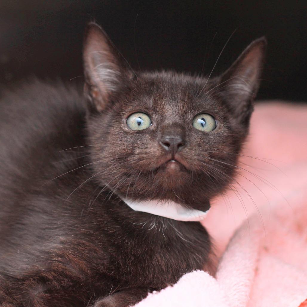 Enlarge Dino From Seventeen, a Adoptable mixed breed in Hattiesburg, MS image 6/6