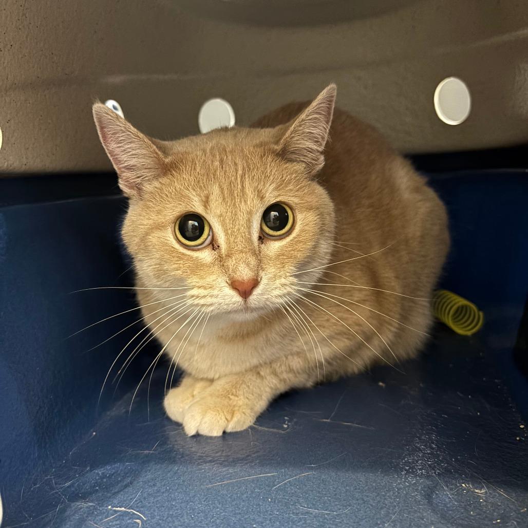 Enlarge Rudy, a Adoptable Domestic Short Hair in Glenwood, MN image 1/2