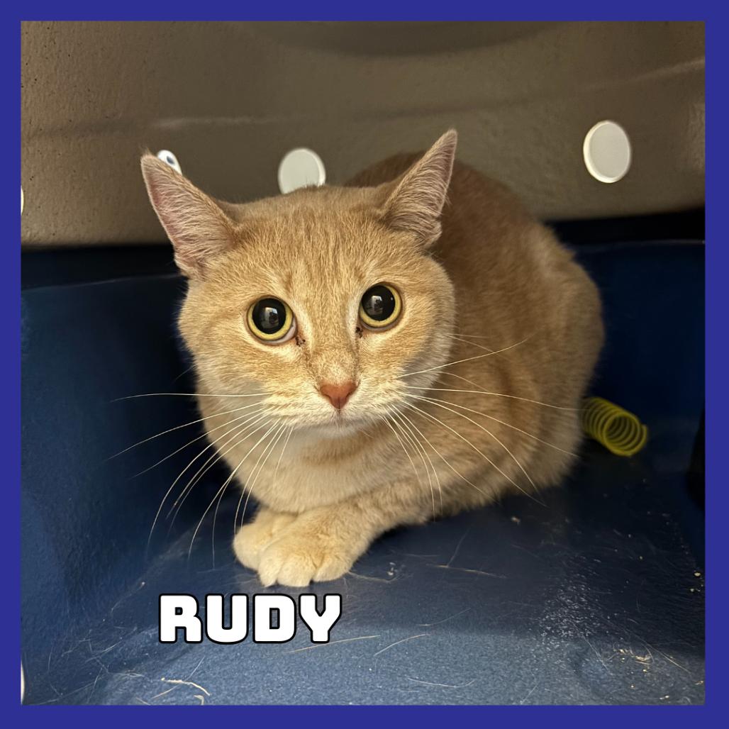 Enlarge Rudy, a Adoptable Domestic Short Hair in Glenwood, MN image 2/2