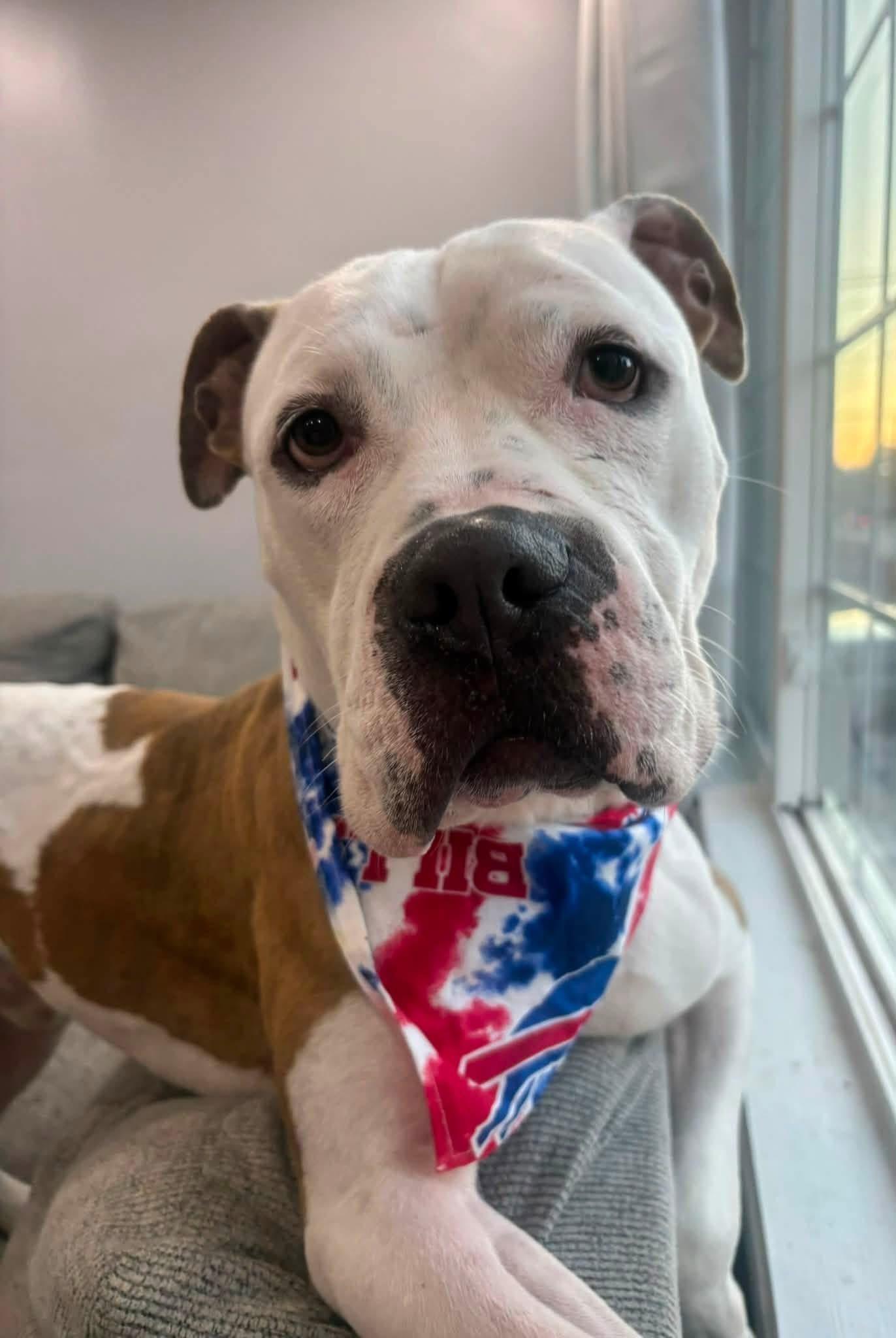 Enlarge Orion, a Adoptable mixed breed in Buffalo, NY image 2/6