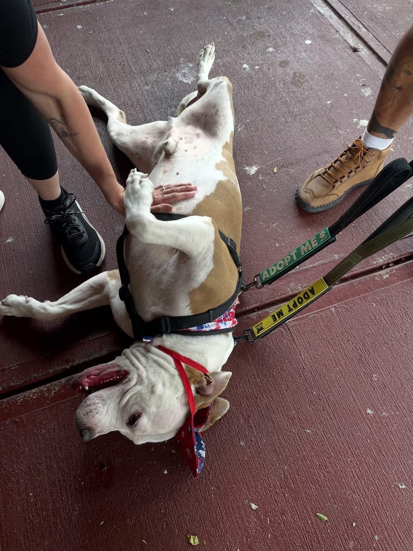Enlarge Orion, a Adoptable mixed breed in Buffalo, NY image 5/6
