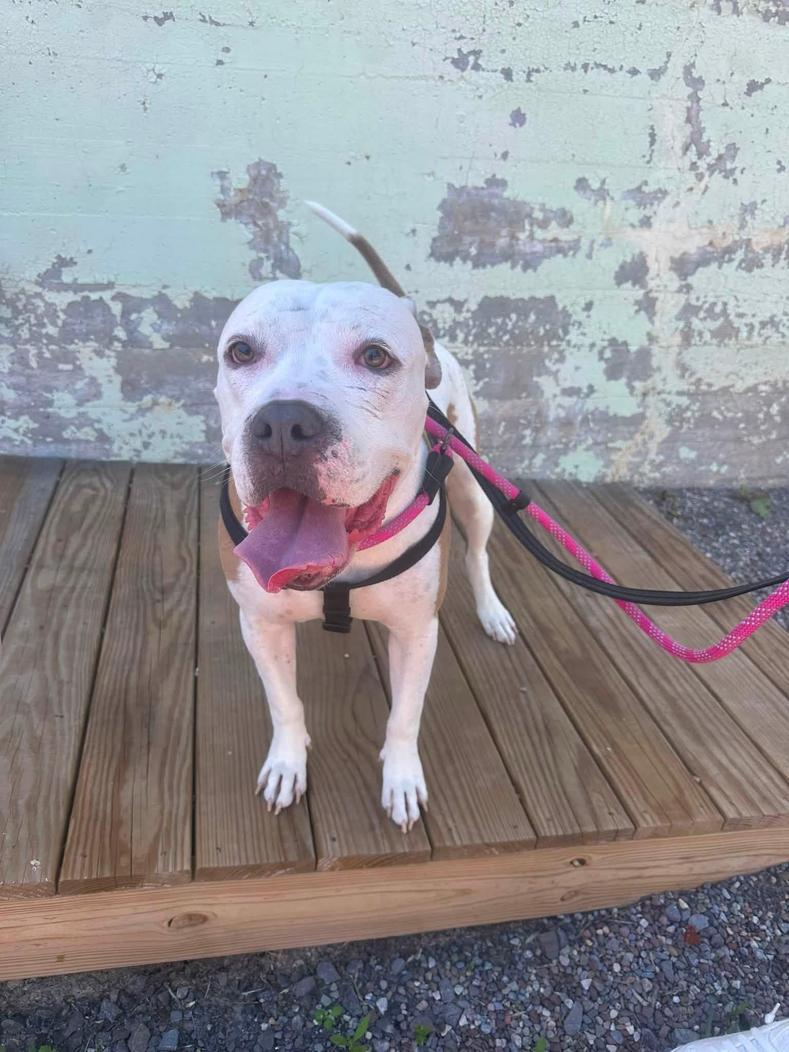 Enlarge Orion, a Adoptable mixed breed in Buffalo, NY image 6/6