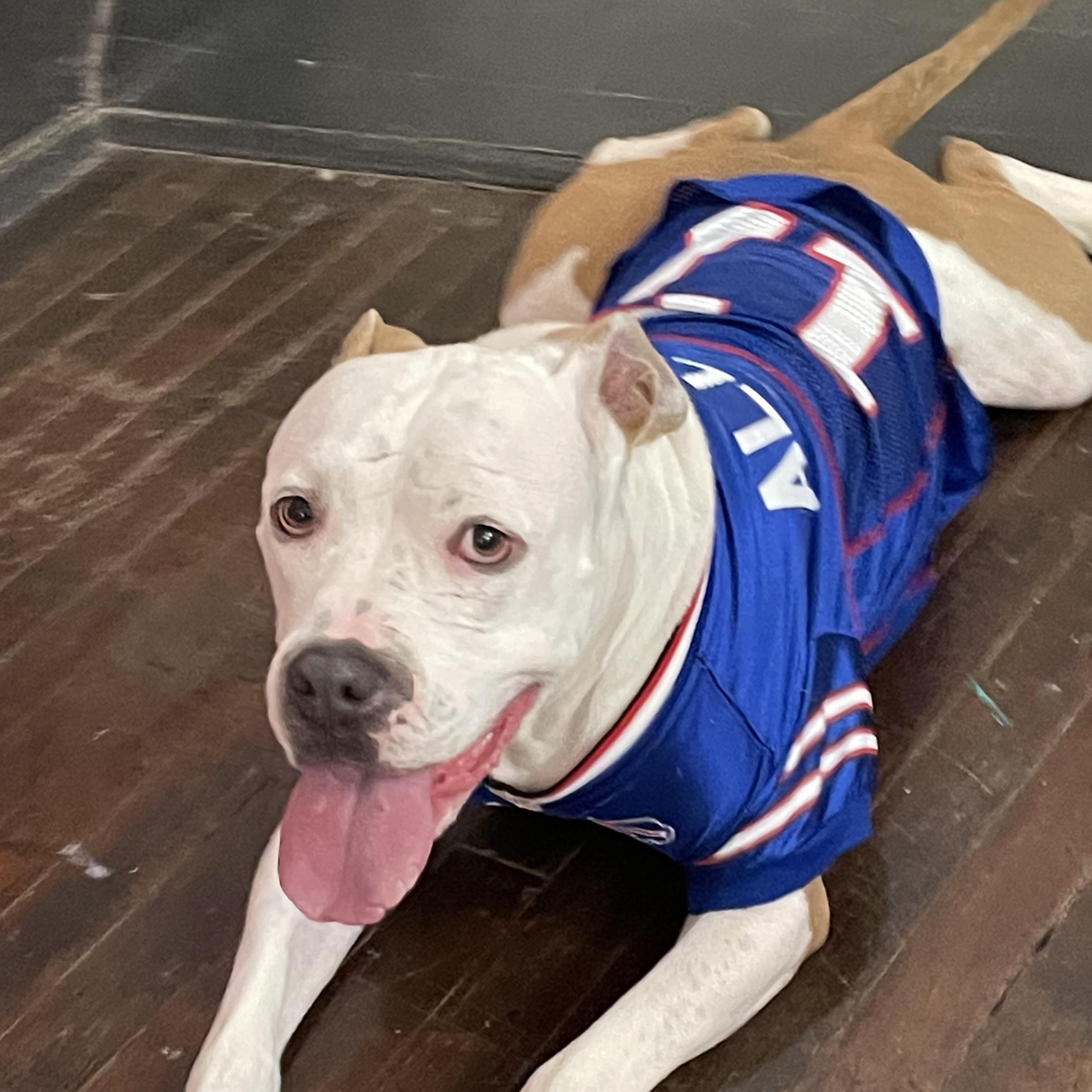 Orion, Adoptable, Adult Male American Staffordshire Terrier & American Bully.