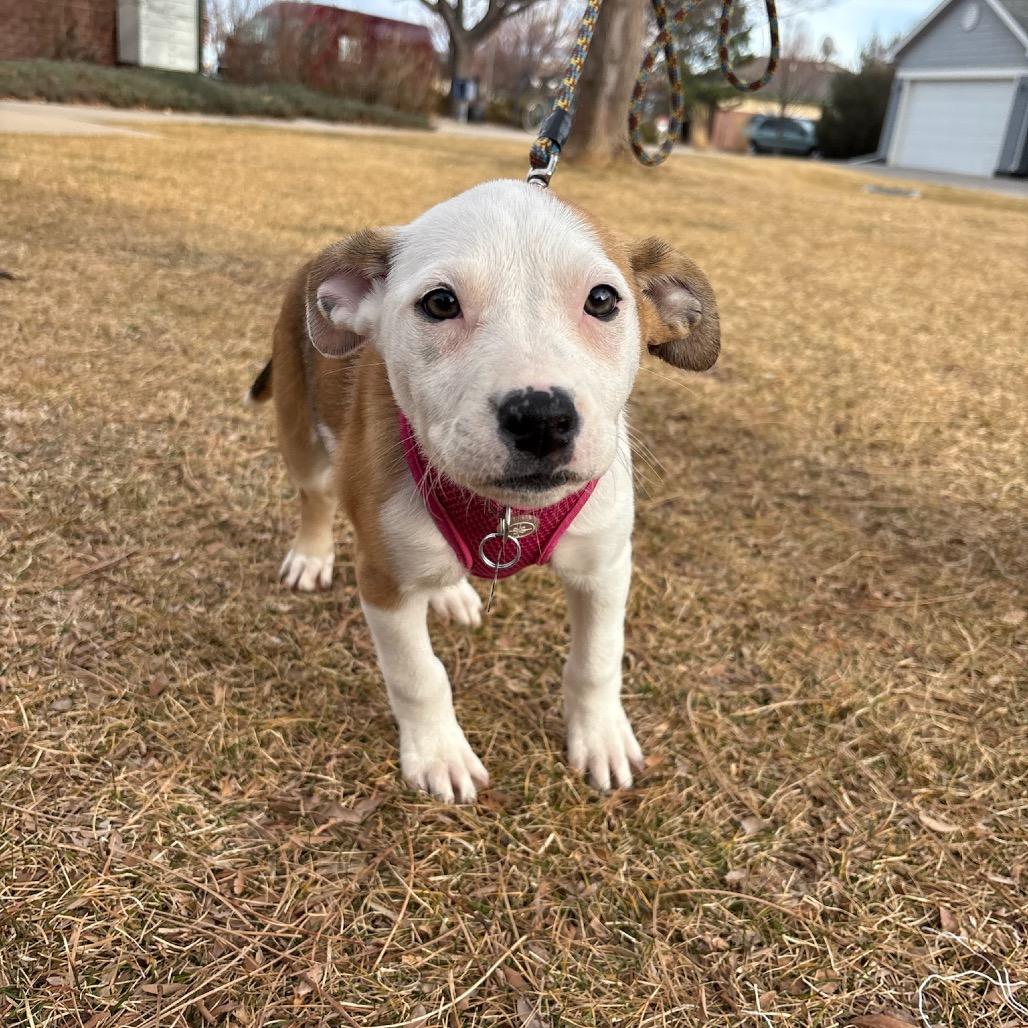Imogen, Adoptable, Puppy Female Husky.