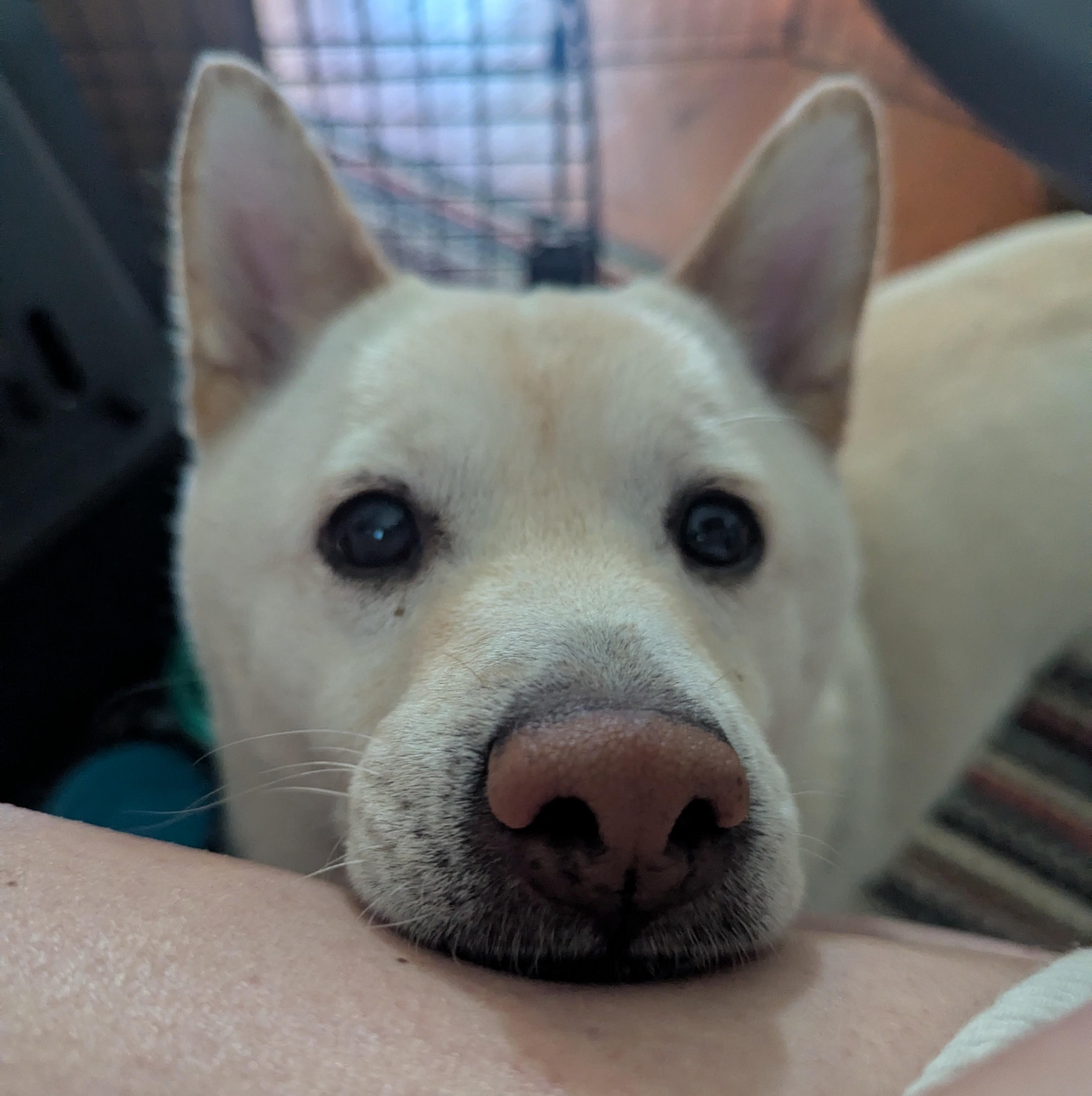 Wilbur, a ADOPTABLE Shiba Inu in Auburn, MI image 3/6