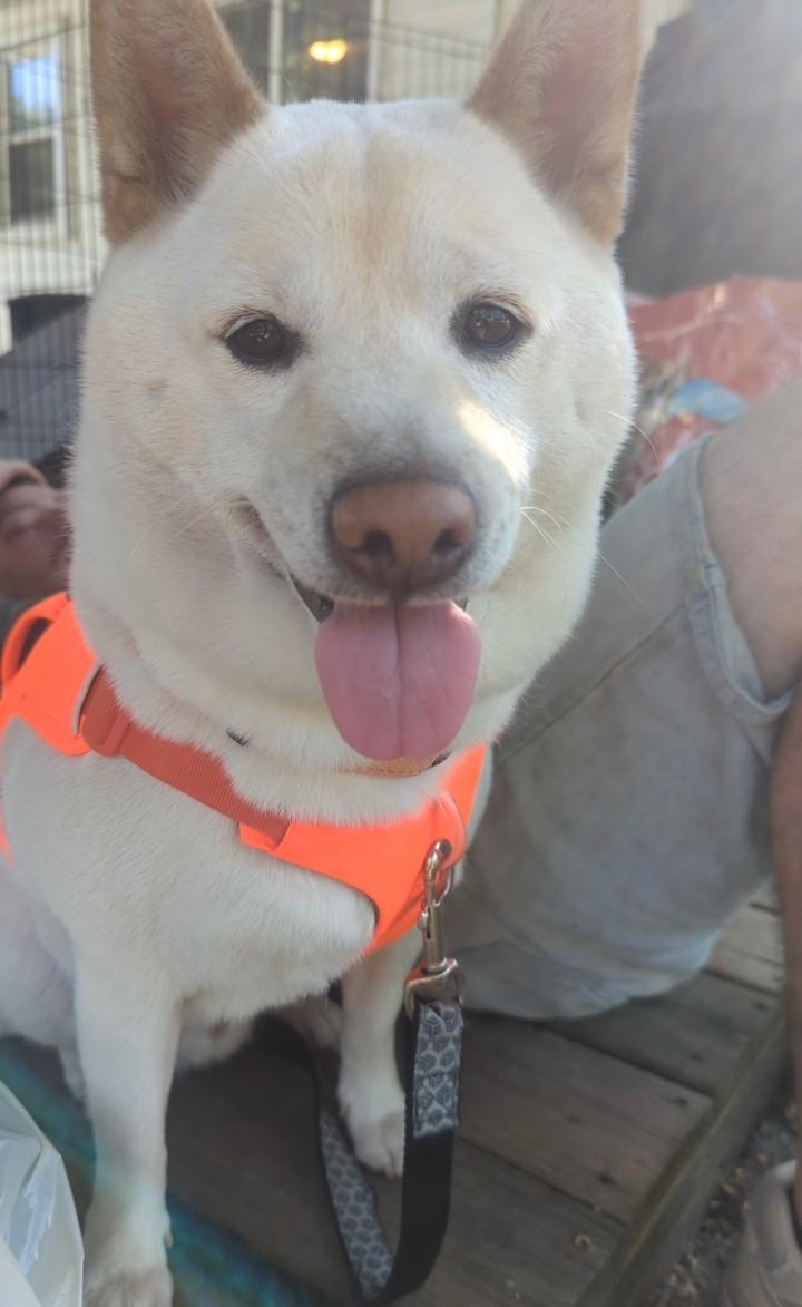 Wilbur, a ADOPTABLE Shiba Inu in Auburn, MI image 2/6