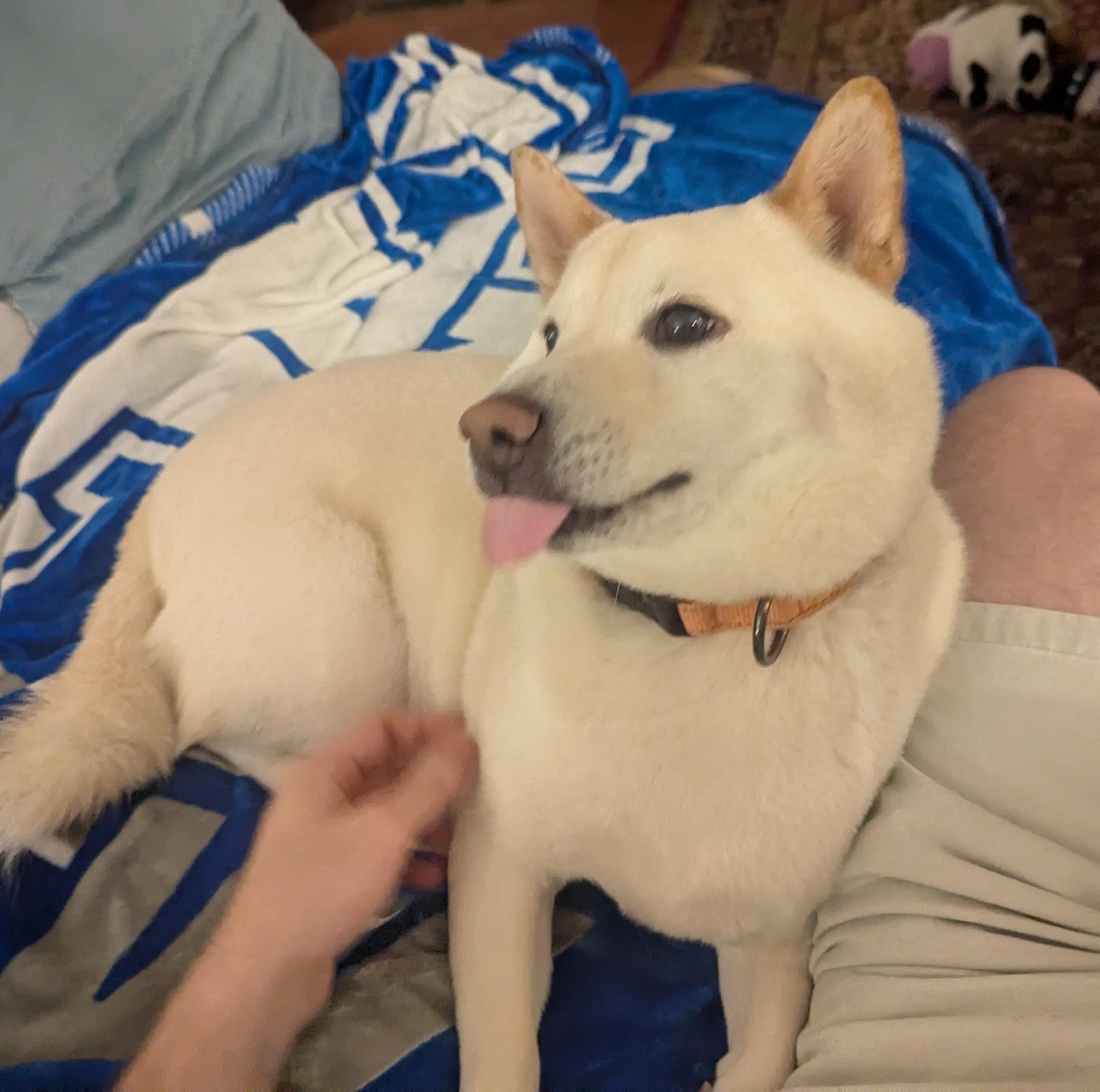 Wilbur, a ADOPTABLE Shiba Inu in Auburn, MI image 5/6
