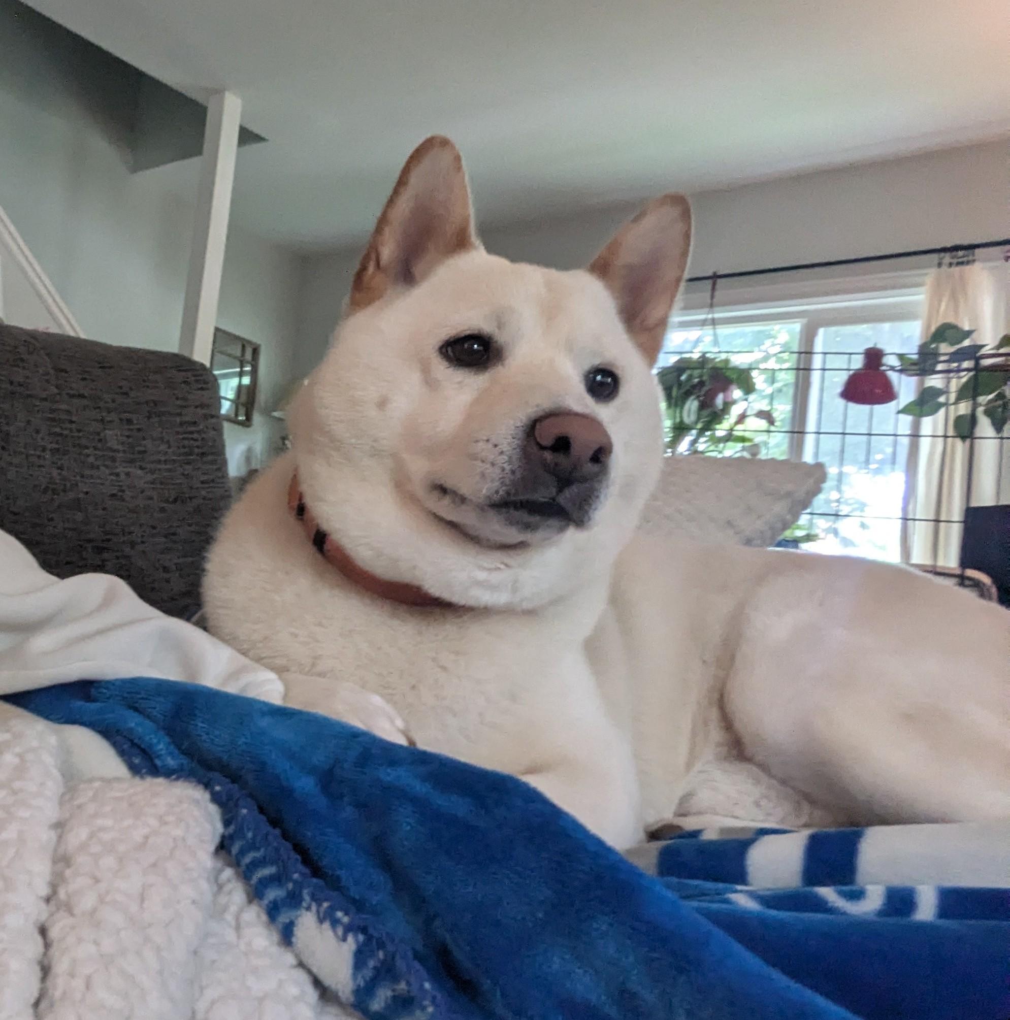 Wilbur, a ADOPTABLE Shiba Inu in Auburn, MI image 4/6