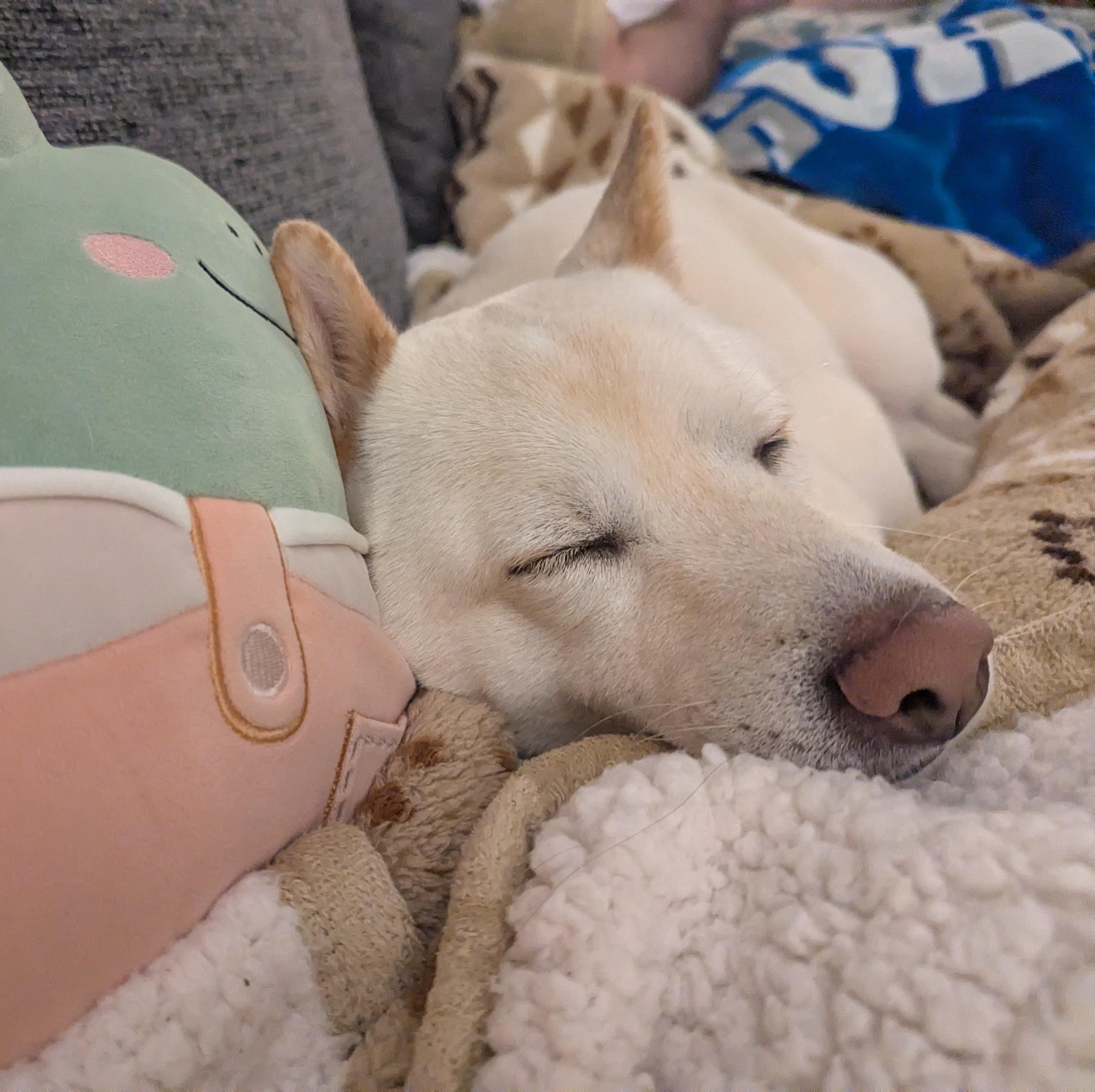 Wilbur, a ADOPTABLE Shiba Inu in Auburn, MI image 6/6