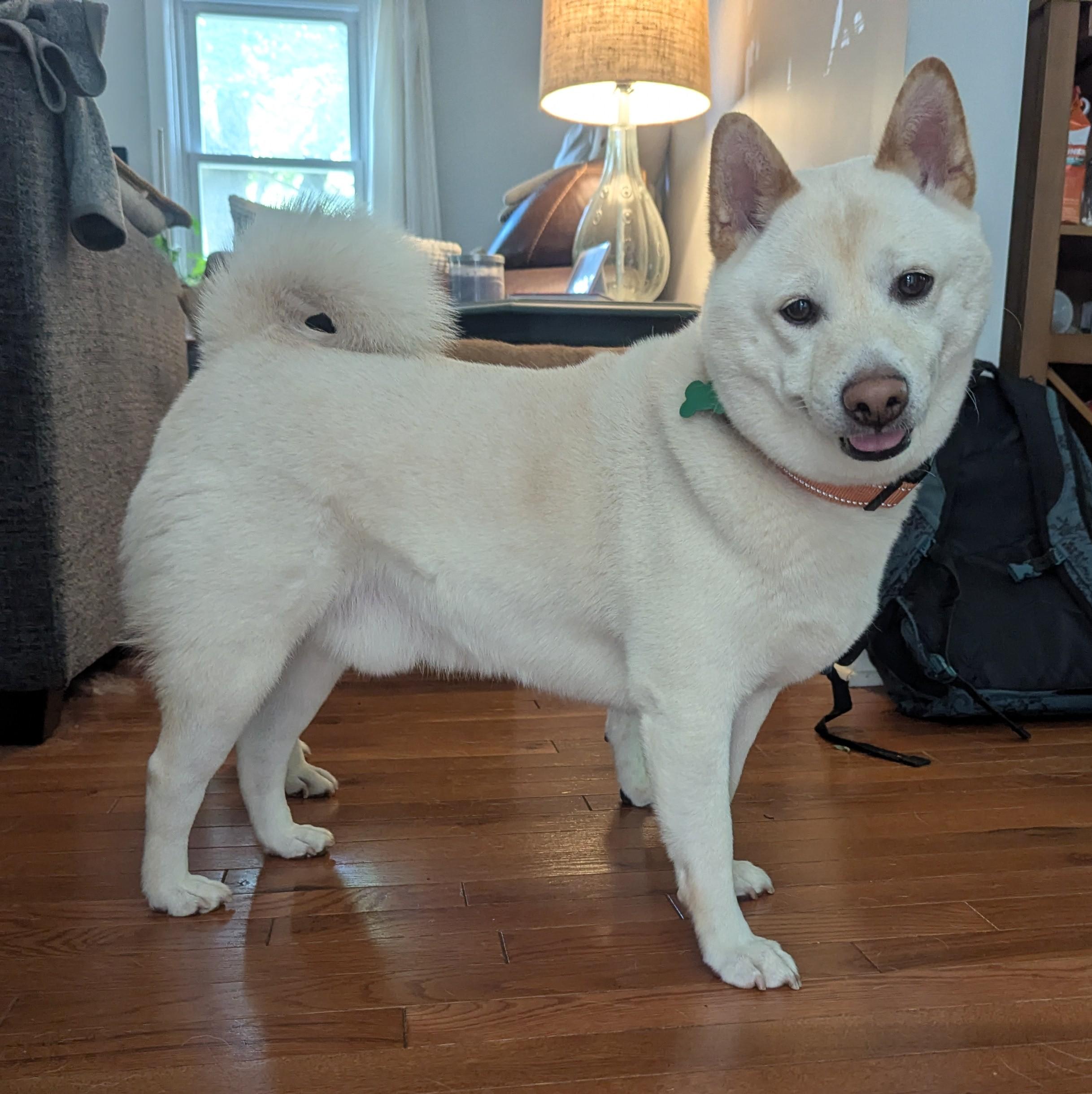 Wilbur, ADOPTABLE, Adult Male Shiba Inu.