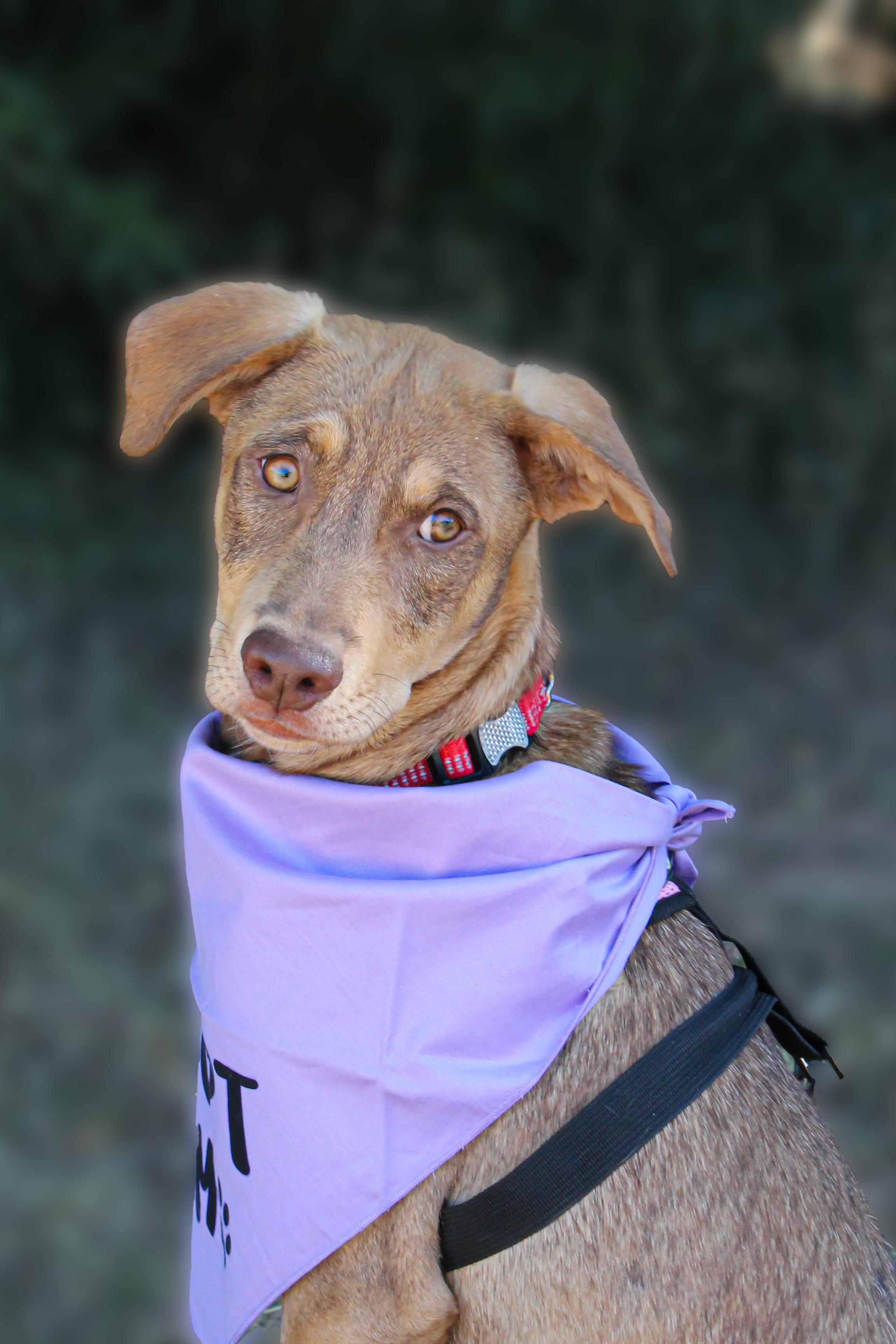 Chai, a Adoptable mixed breed in Oro Valley, AZ image 1/2