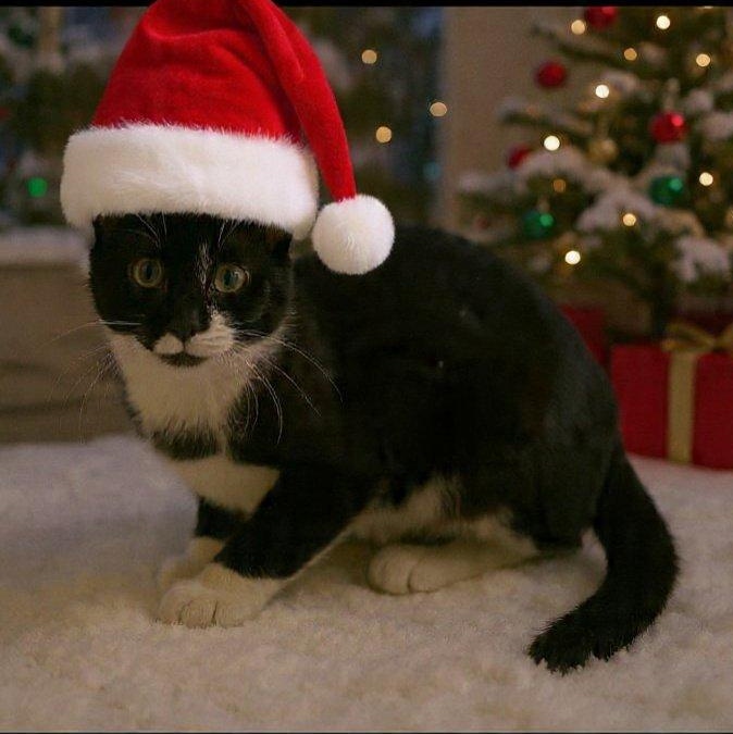 Cristoff, a Adoptable Domestic Short Hair in St. Marys, WV image 1/2