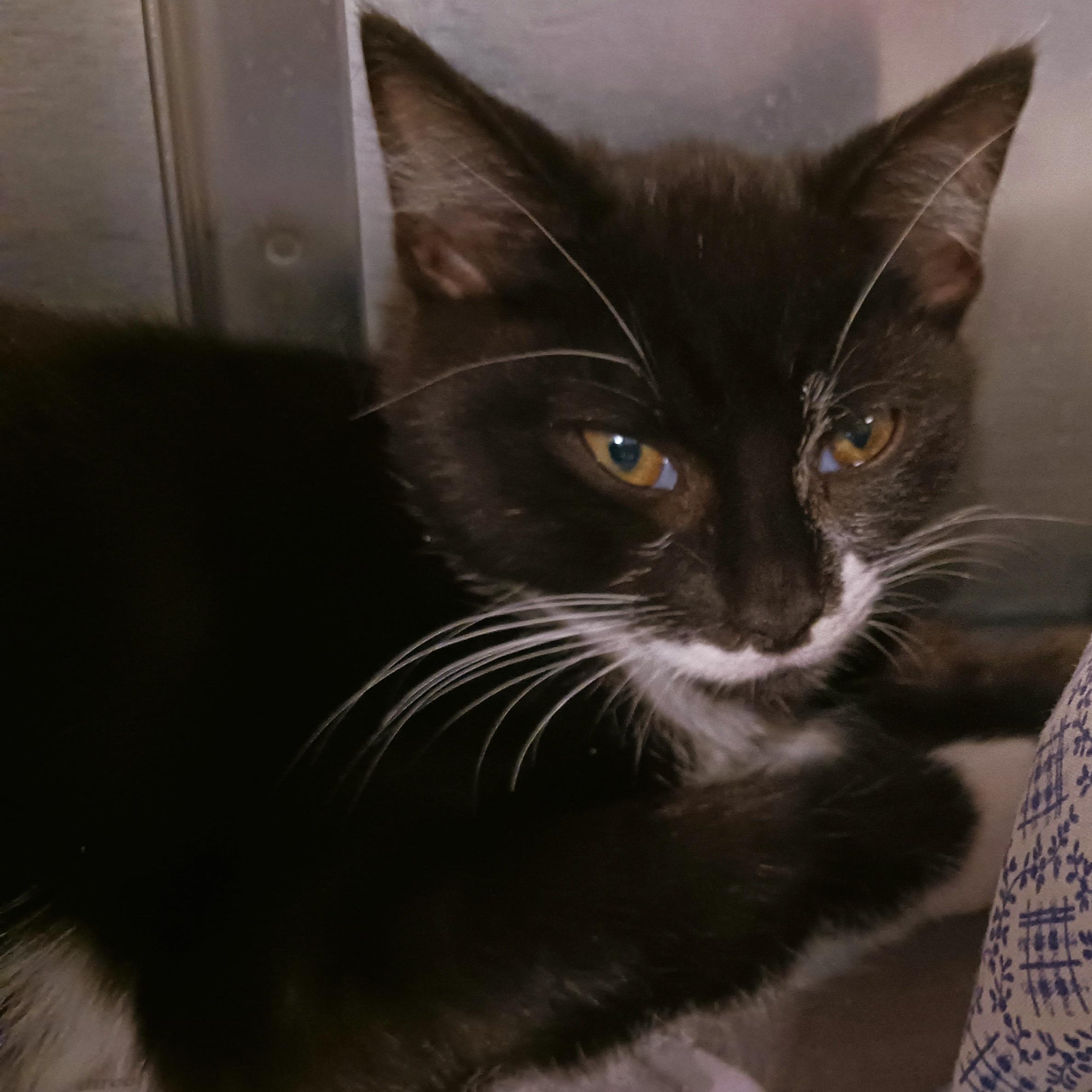 Enlarge Cristoff, a Adoptable Domestic Short Hair in St. Marys, WV image 2/3