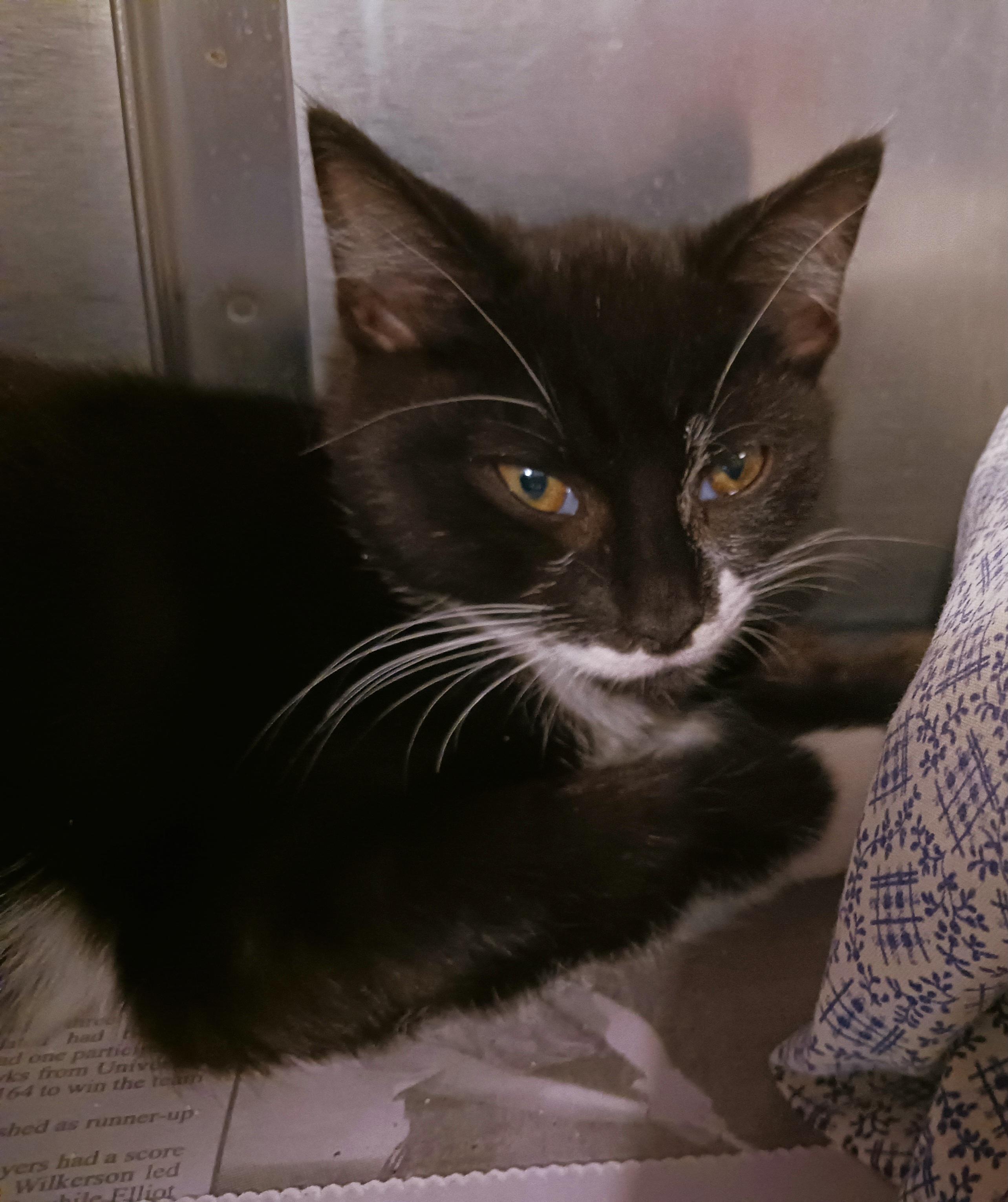 Cristoff, a Adoptable Domestic Short Hair in St. Marys, WV image 2/2