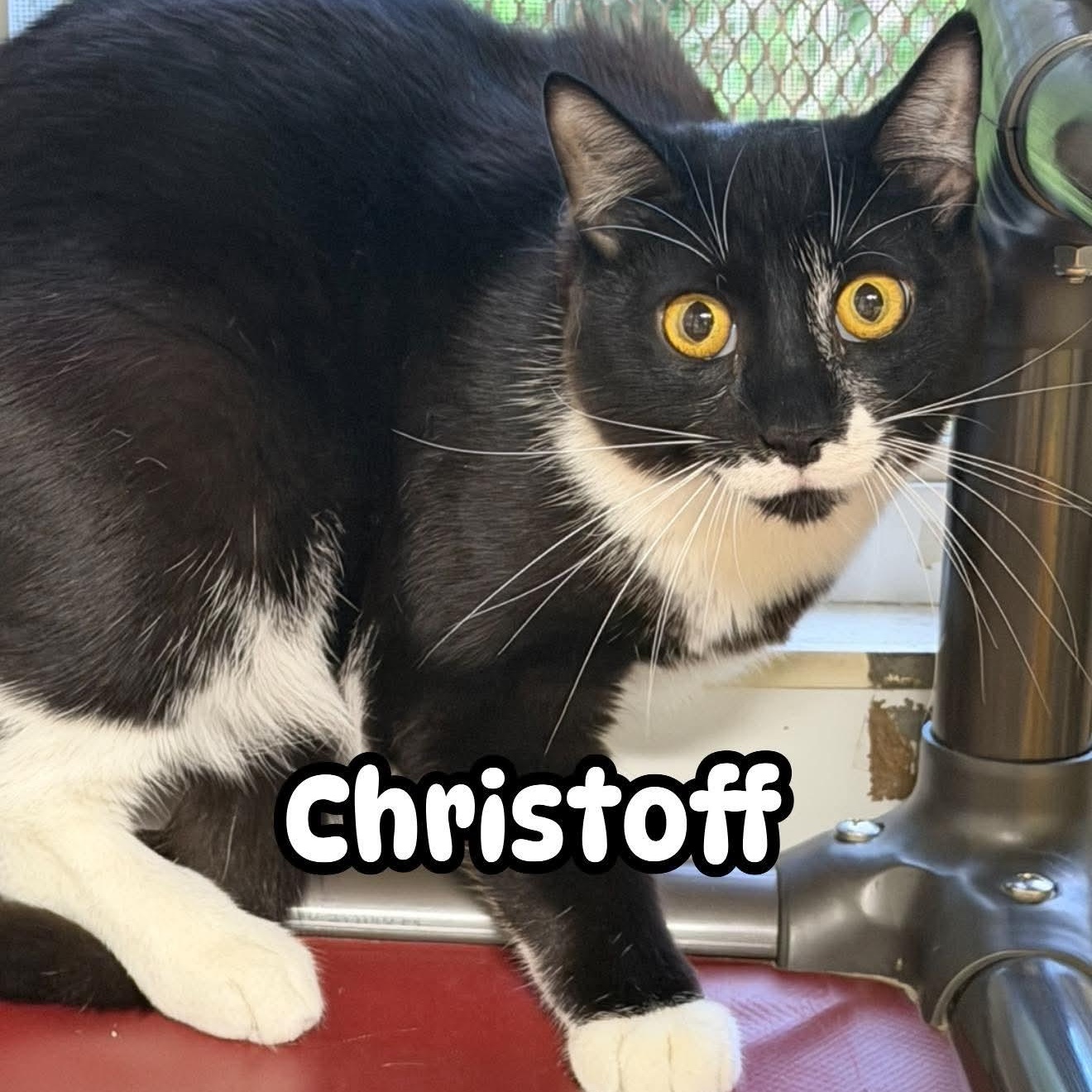 Enlarge Cristoff, a Adoptable Domestic Short Hair in St. Marys, WV image 1/3