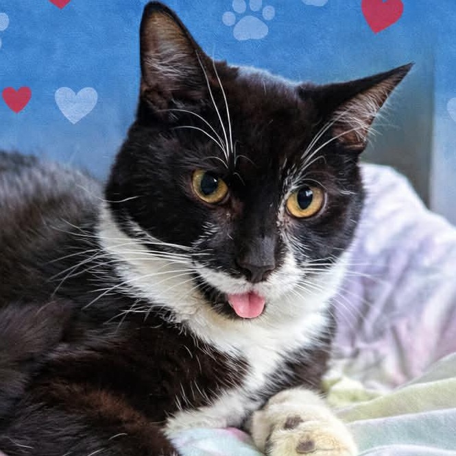 Enlarge Cristoff, a Adoptable Domestic Short Hair in St. Marys, WV image 1/4