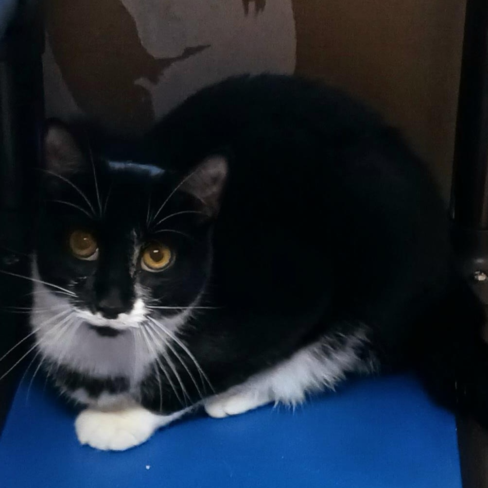 Enlarge Cristoff, a Adoptable Domestic Short Hair in St. Marys, WV image 4/5