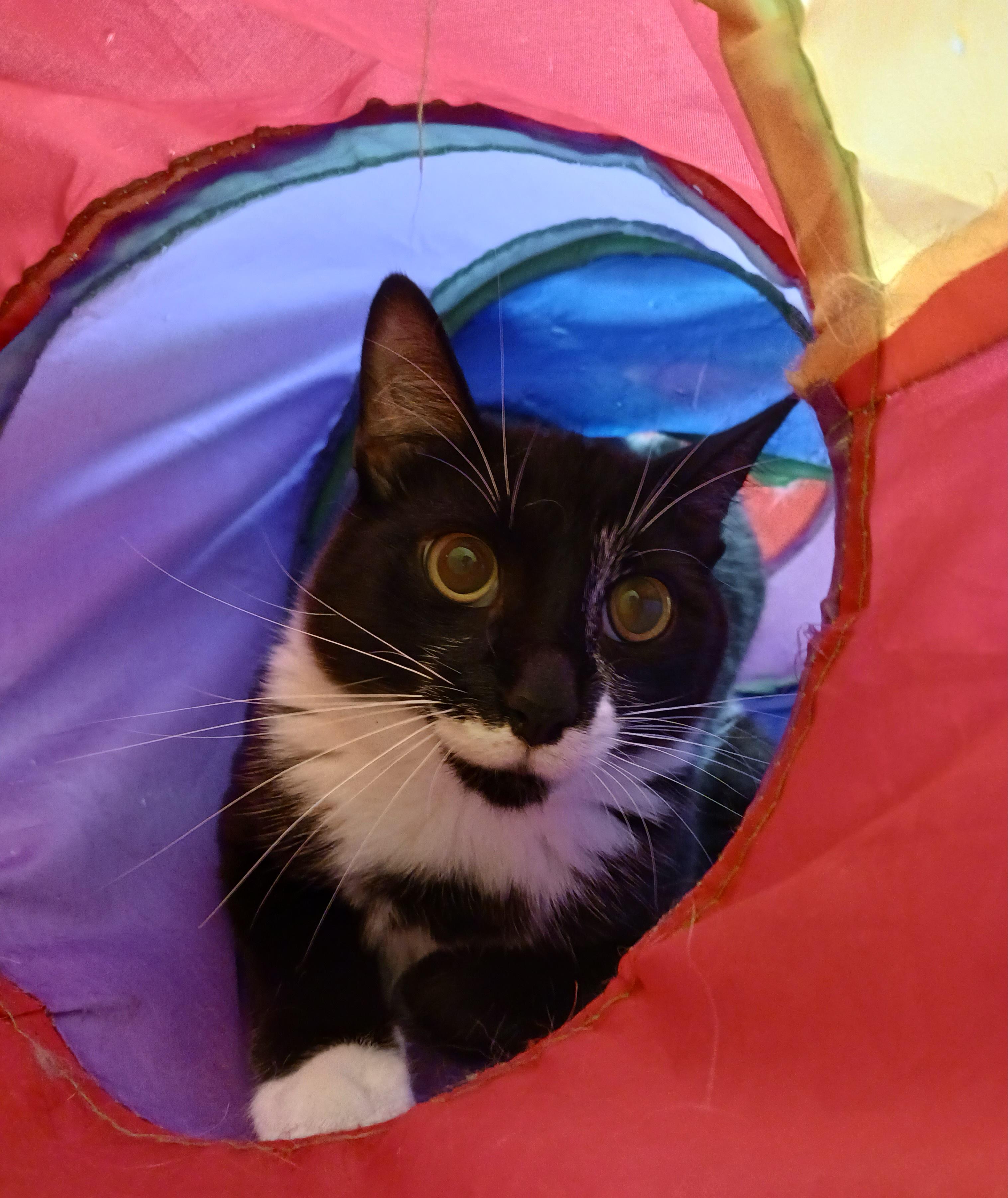 Cristoff, Adoptable, Young Male Domestic Short Hair.